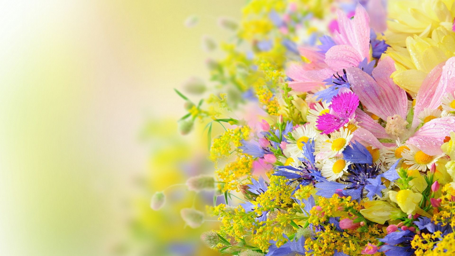 flower plant spring flowers wallpaper d990d8dd416add9bd627c85f108166dd