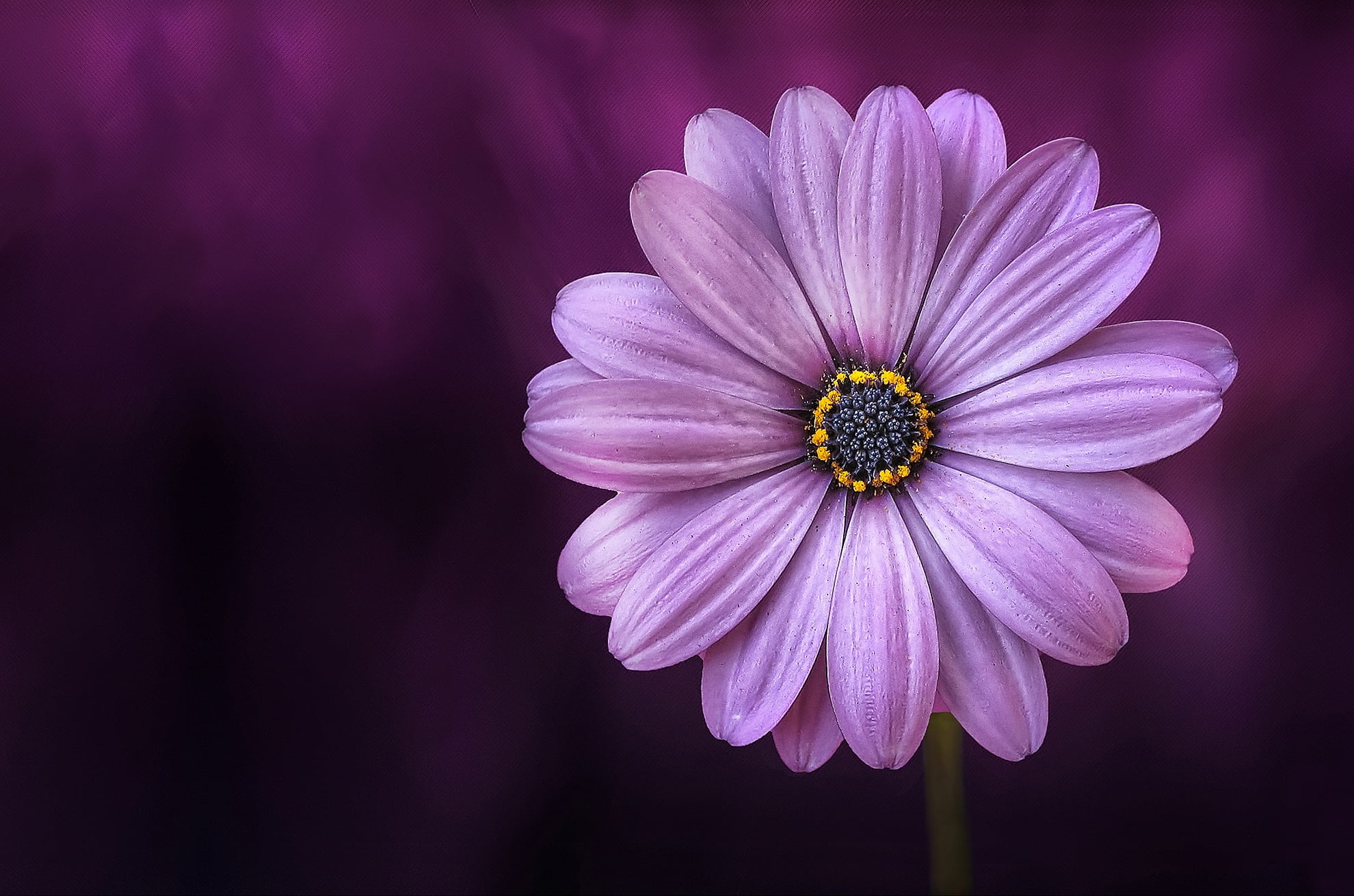 flower purple lical blosso f82ae7dfc67f4c0d8527f3d76b95a2c5