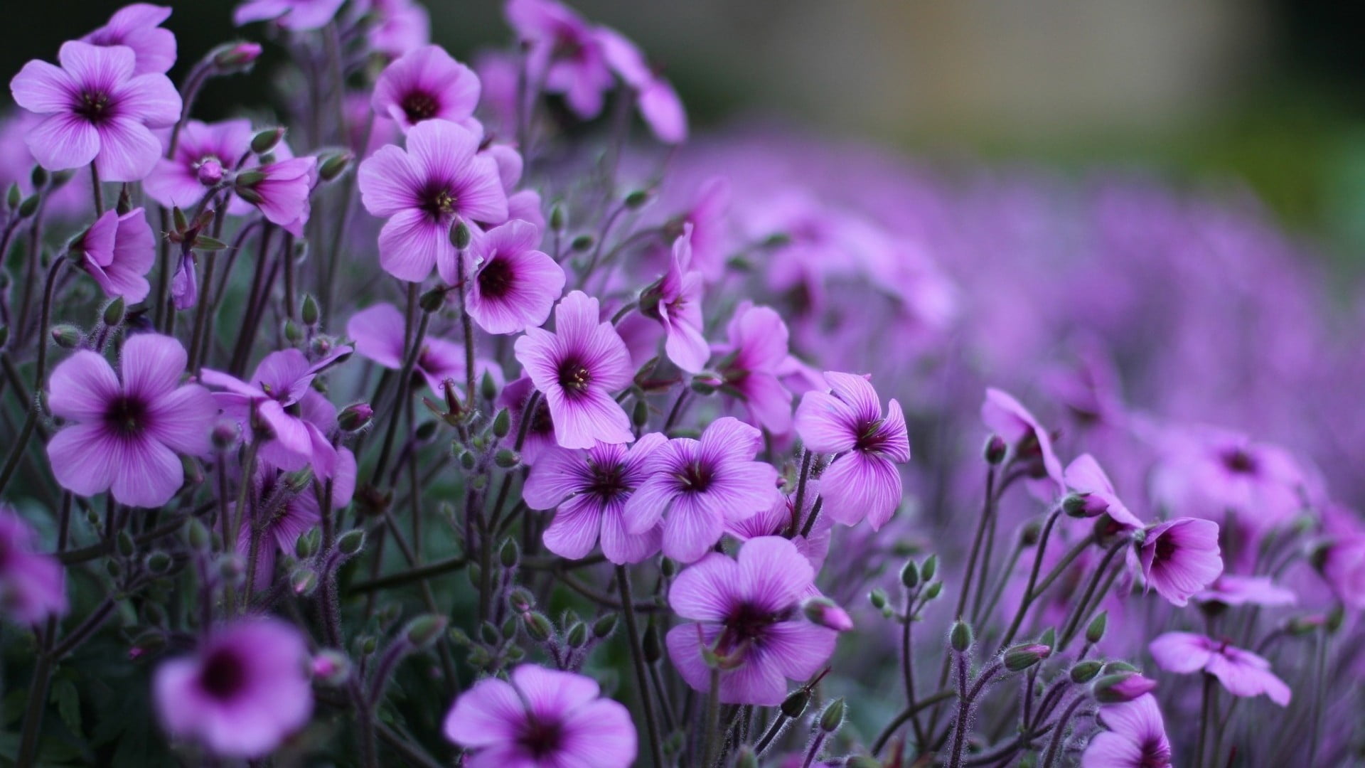 flower purple lilac plant wallpaper 69f0688d713a1d8b5697b83f709196ed