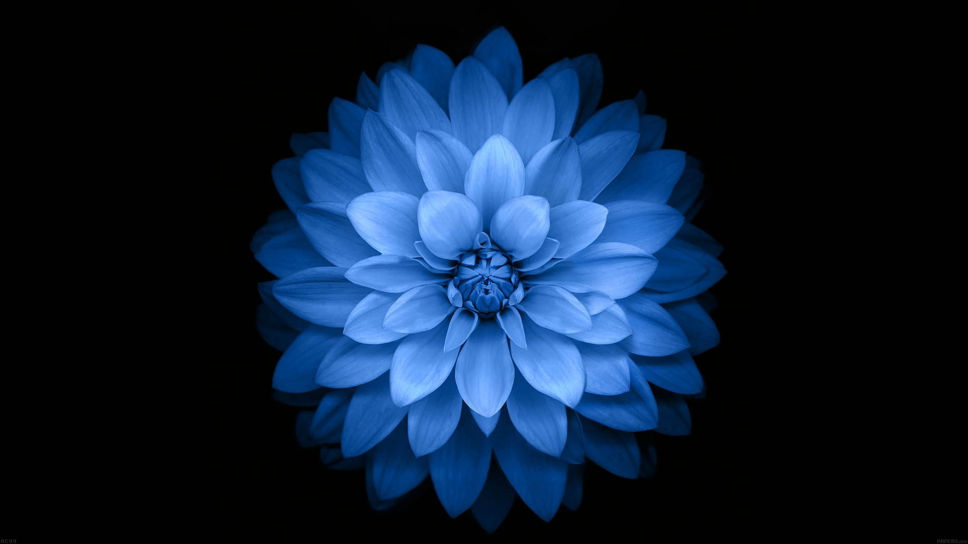 flowers black simple background simple wallpaper d9e0c8cd41da6d7b36e7181f20b1862d