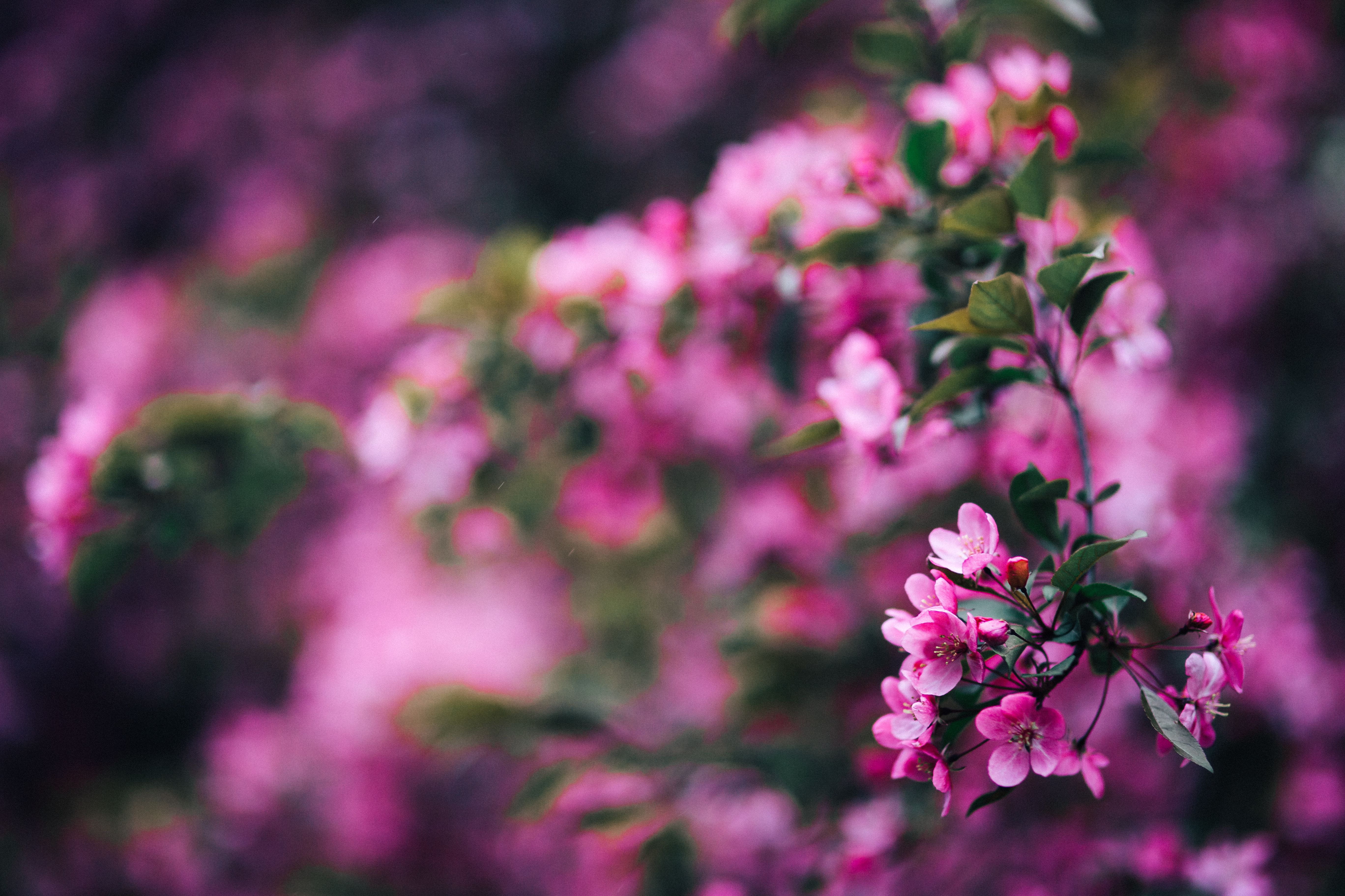 flowers copy space blooming pink 9eceb39e07386c76d2e6abce0073be17