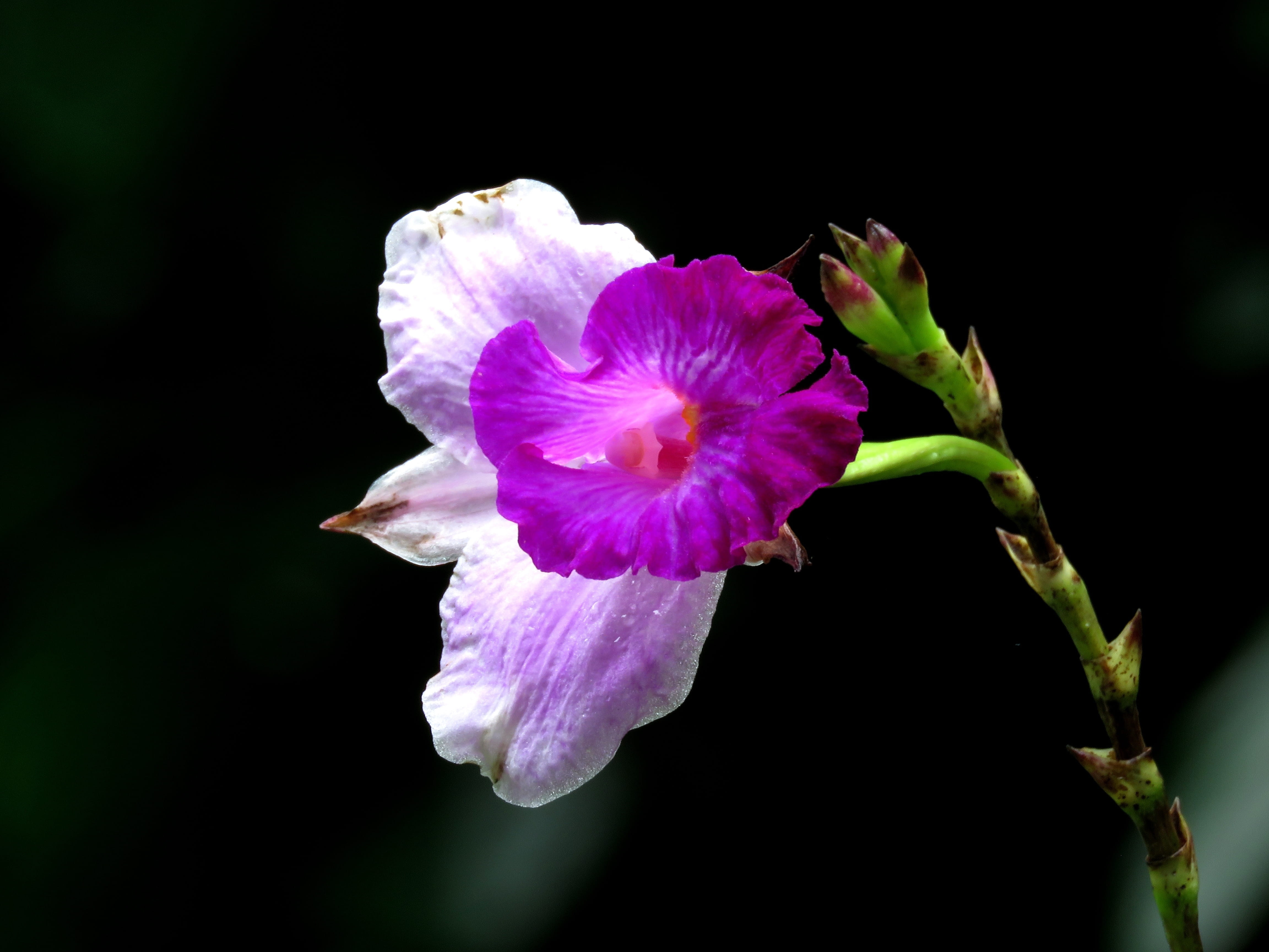 flower single pink flower nature 4ae093d5d066f3f2118c725a872740bd