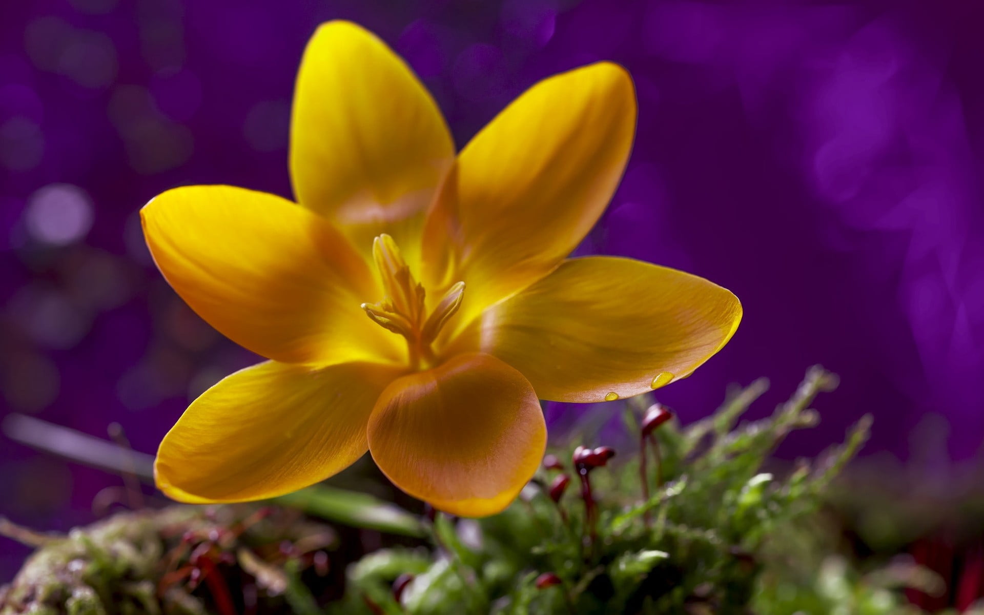 flowers macro nature yellow flowers wallpaper 52c182500d46fe4b2a68126560c80992