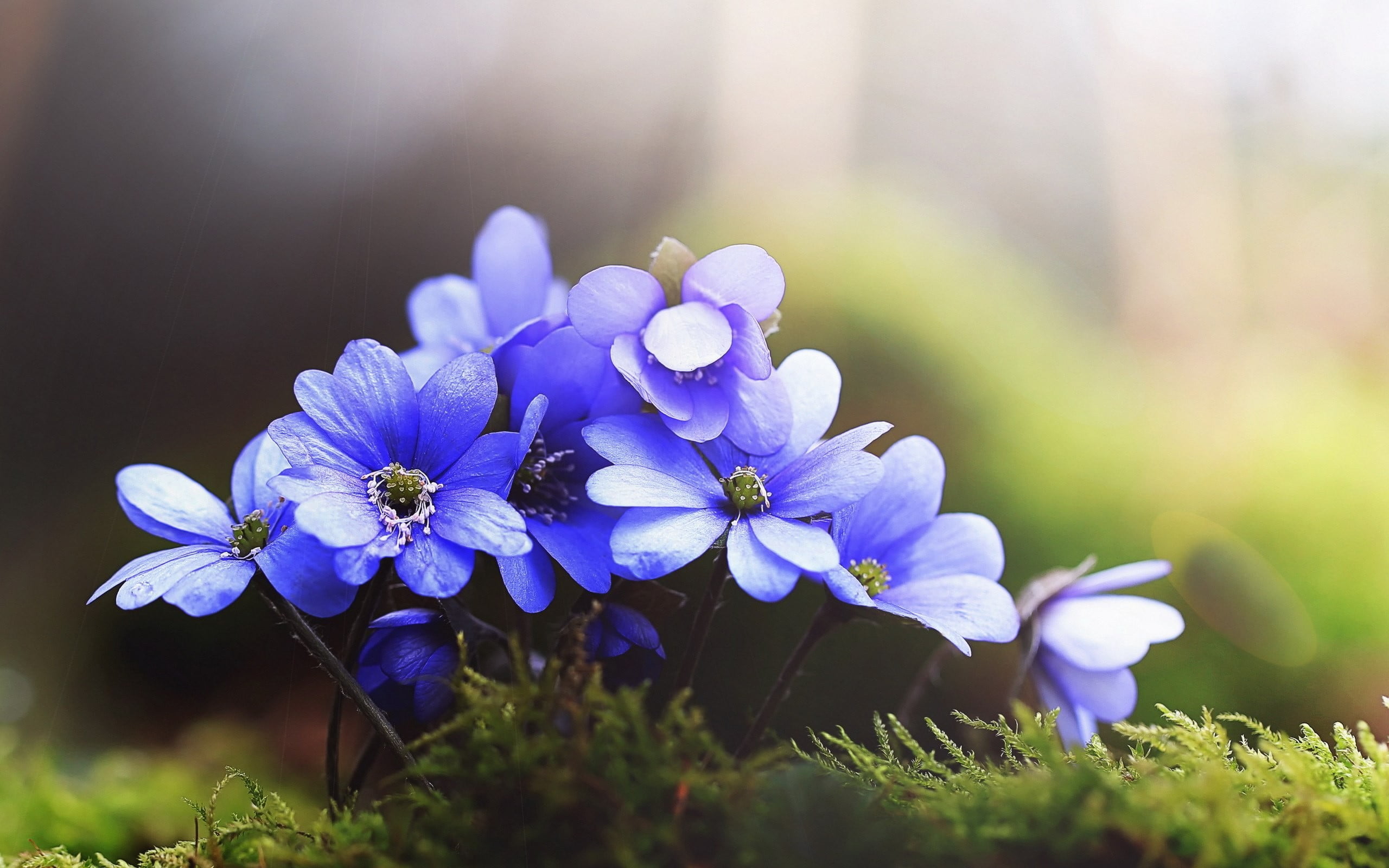 flowers nature grass blue flowers wallpaper c8568c0a8fbc77996e90f932d2b9db10