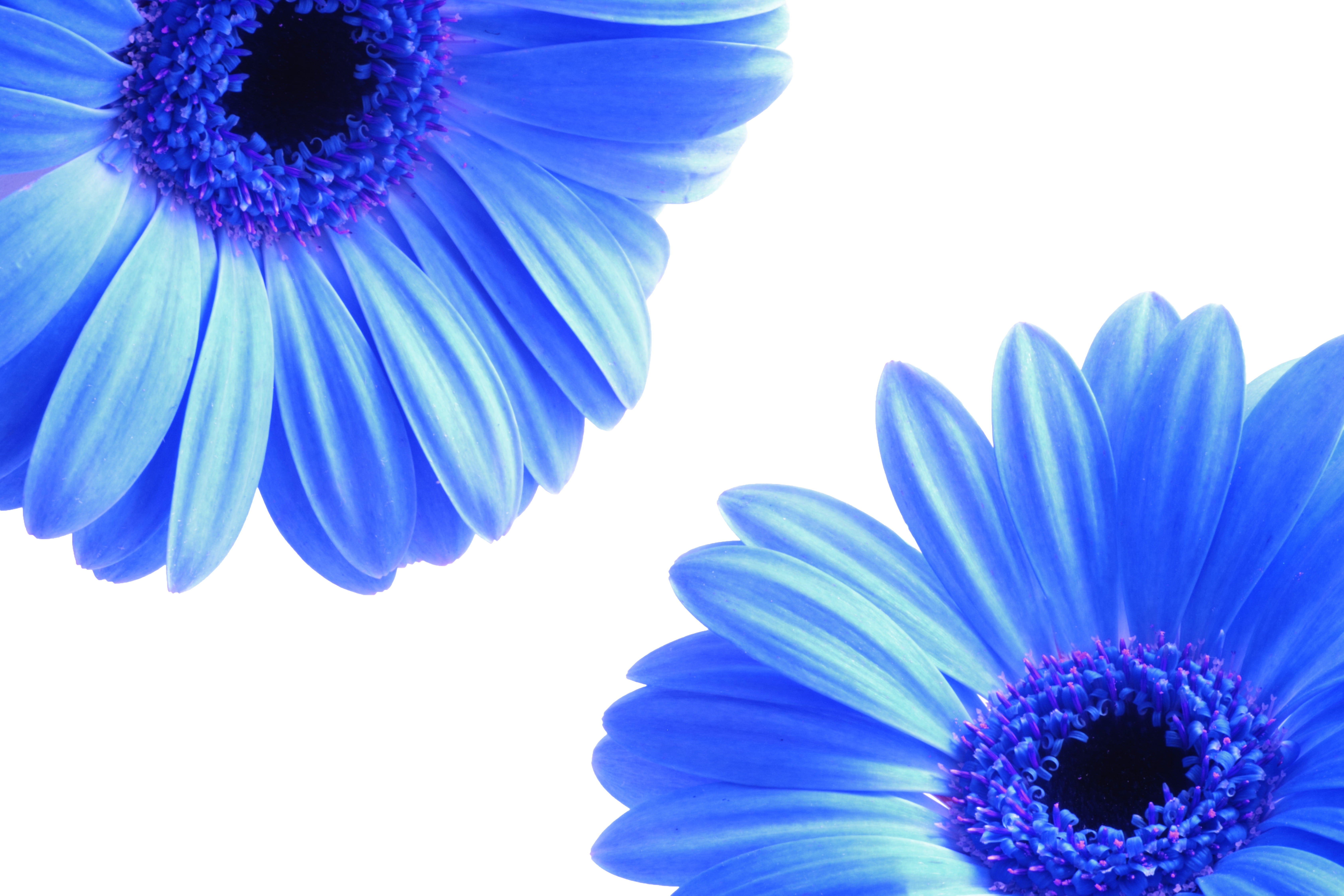 flowers petals blue spring a29180e517f346e9fcb71c608581ece2