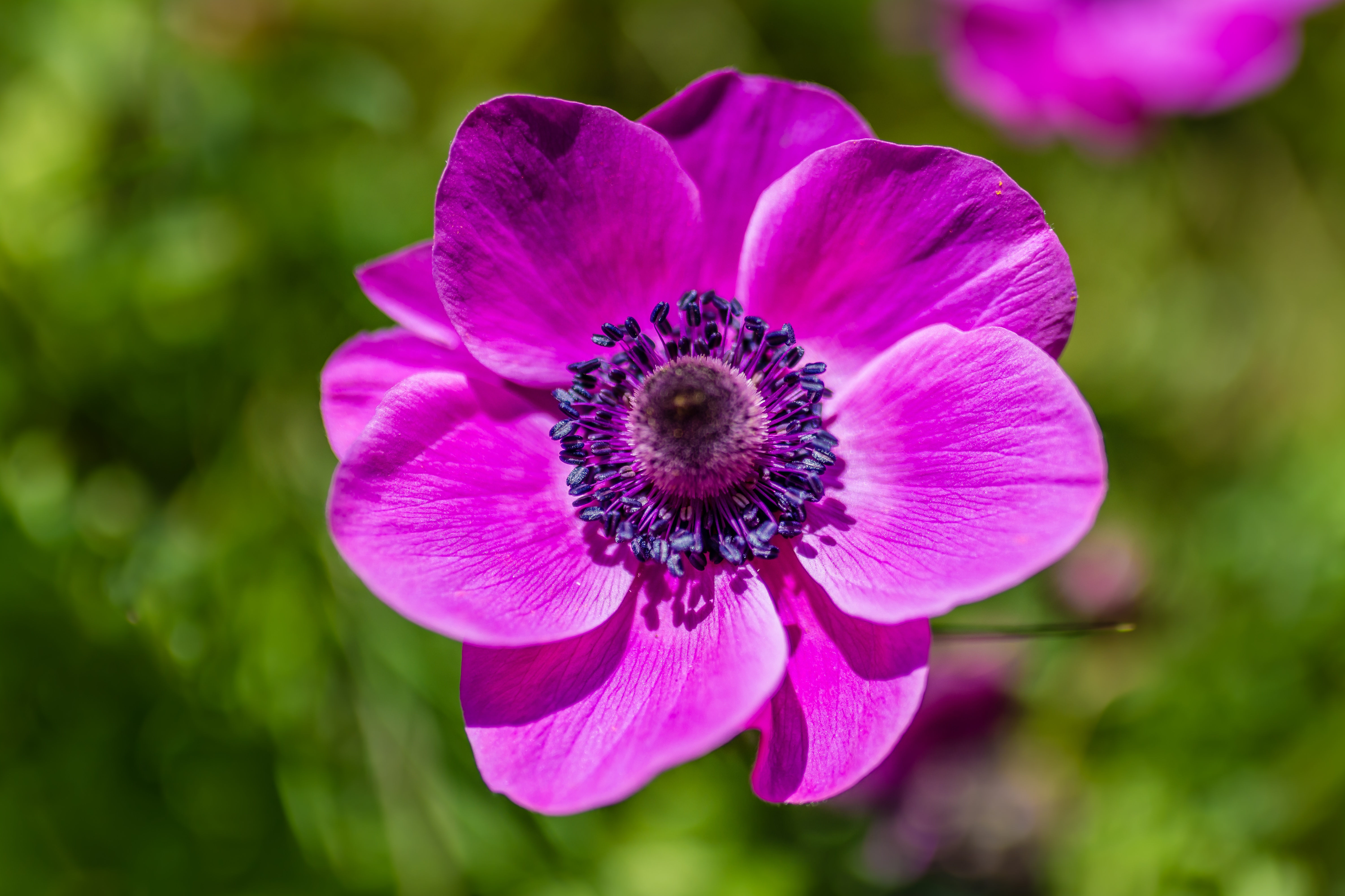 flower spring color nature 4717d2747f167231e5982019b5dacceb