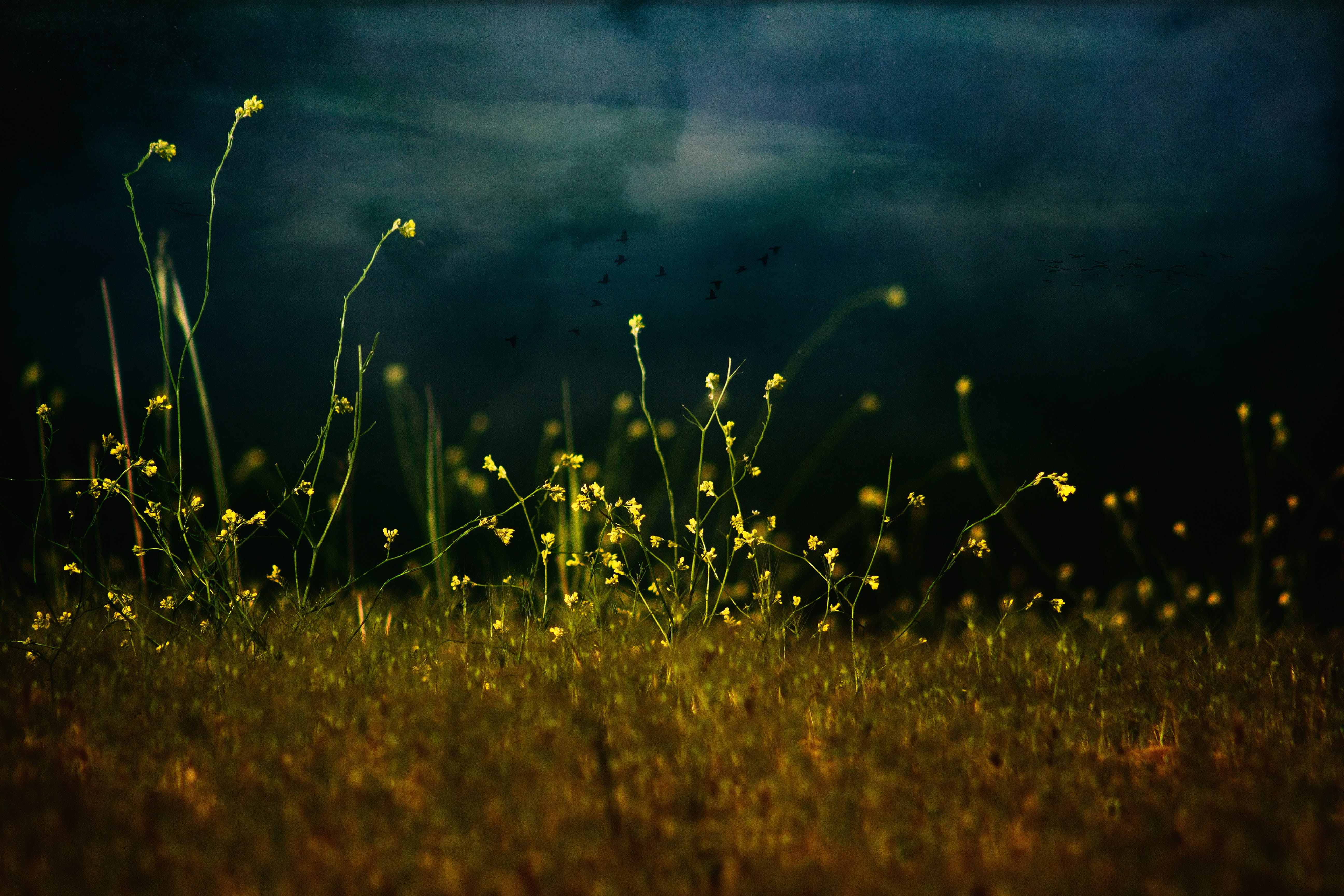 flower spring landscape spring flower 8acf7bbe0a48eca4e1348e0d8d2c9181
