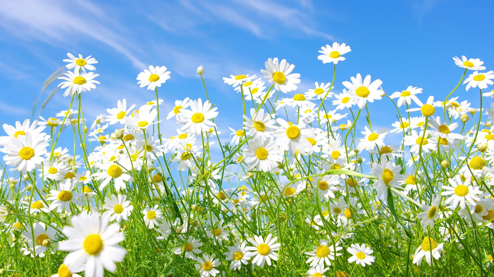 flower spring plant pollen wallpaper a9c0e8ed419a9d2b7617e81f60b1a6dd