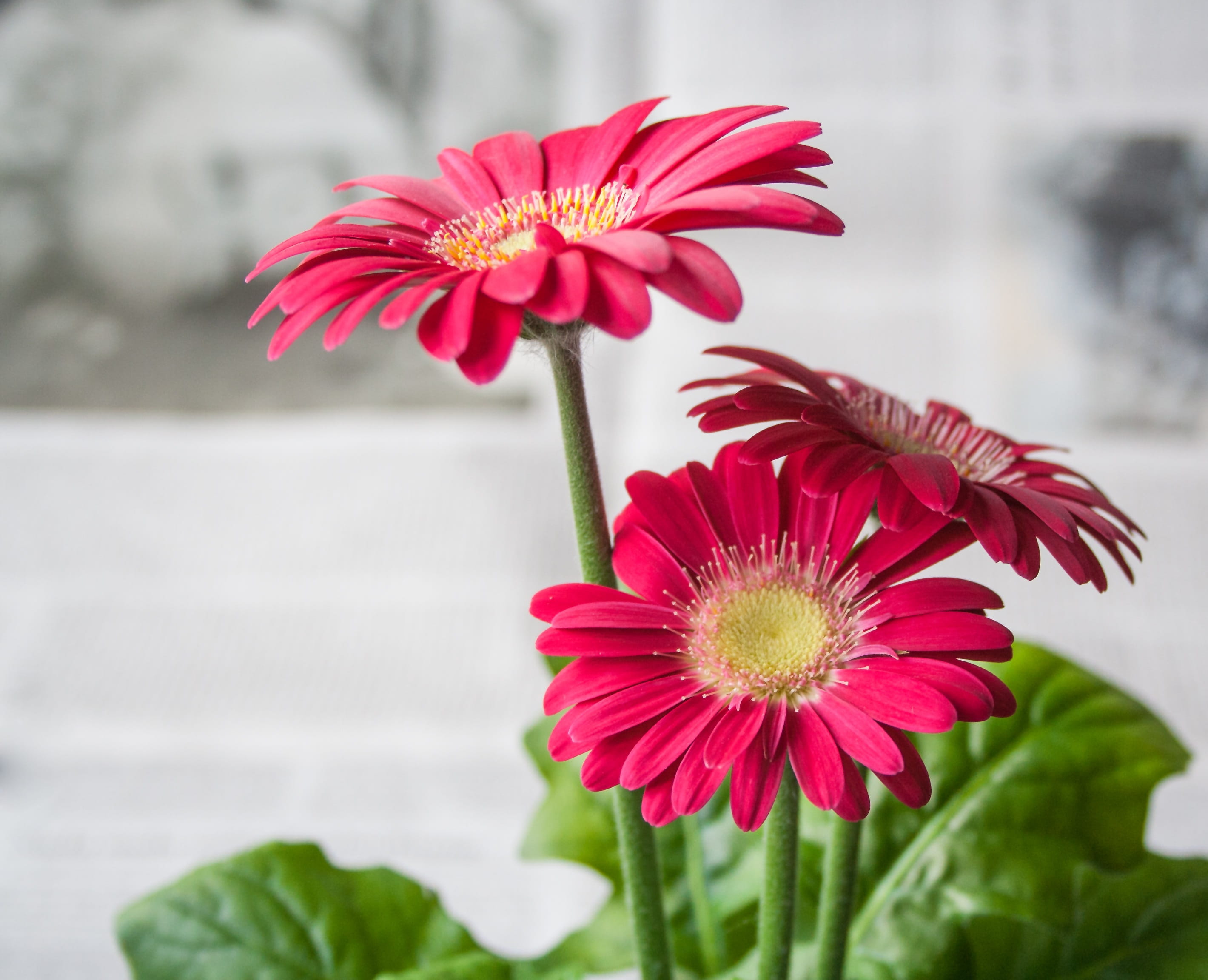flower spring summer garden 39b18957c0d8599993b6ad4b0ff05fe3