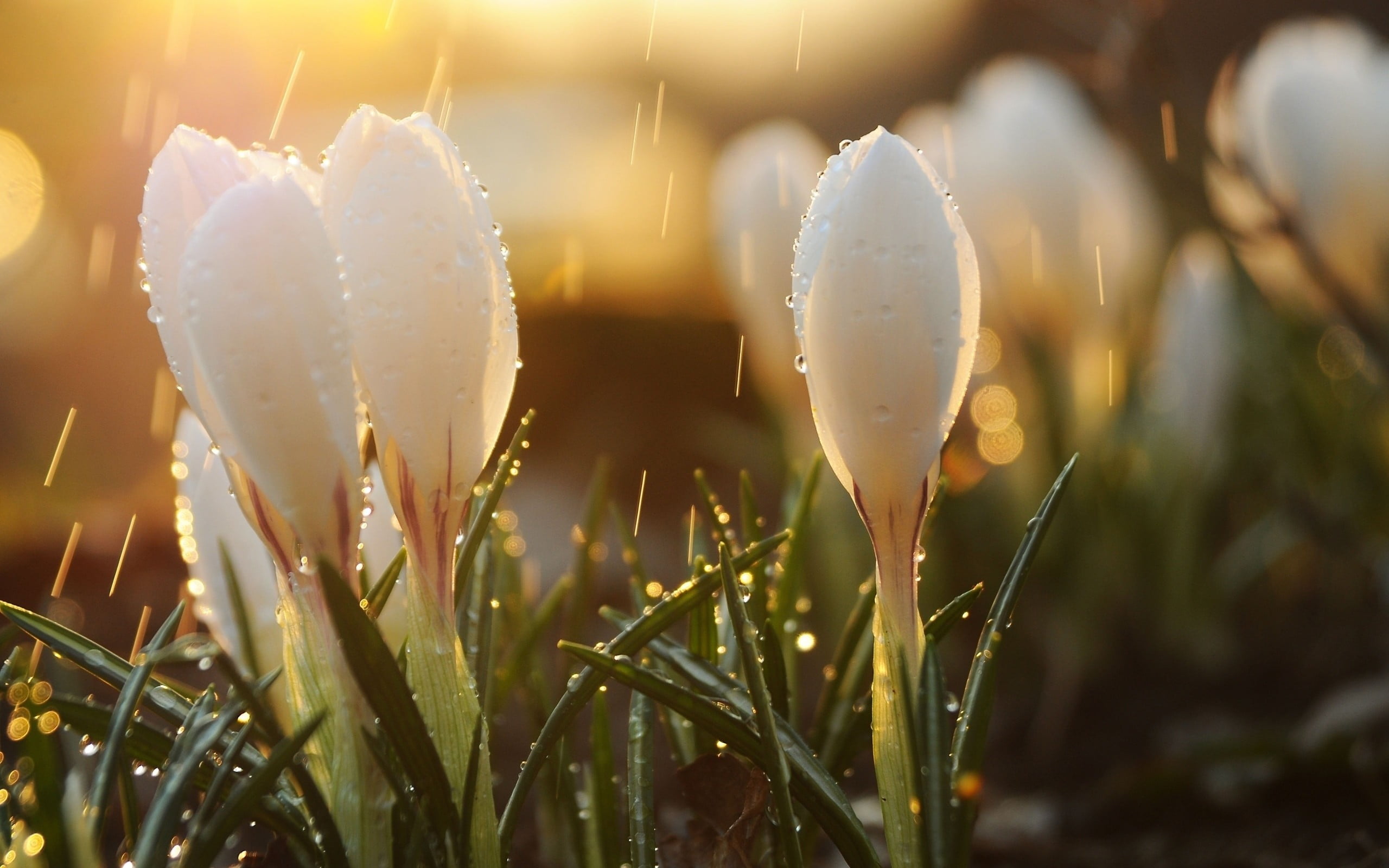 flowers spring water drops nature wallpaper 78f6cc6a7f7c57293ea0d902a2e9ab40