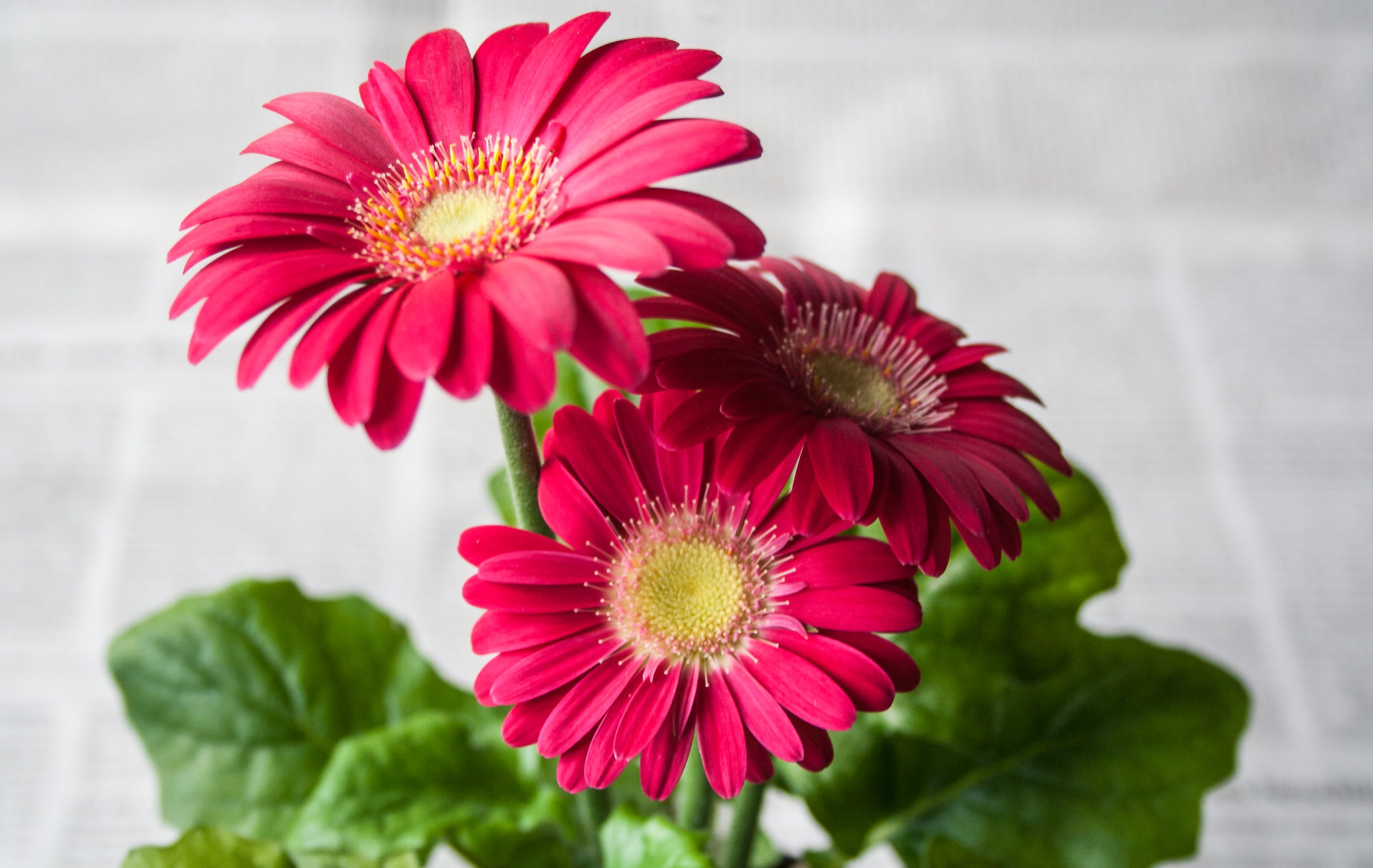 flower summer garden nature b4d118d977ad60f25f9a6a66d7468275