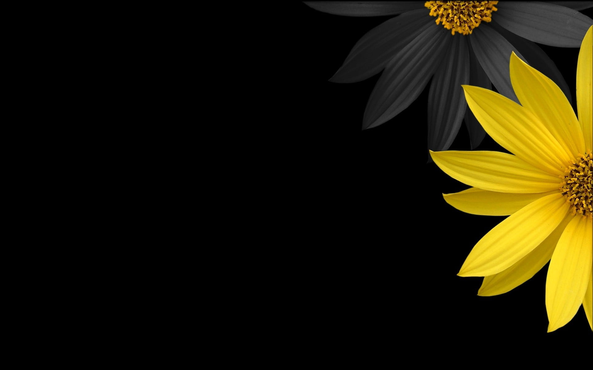 flowers yellow flowers black background digital art wallpaper c2517280dde6be5bea48f22510e879c2