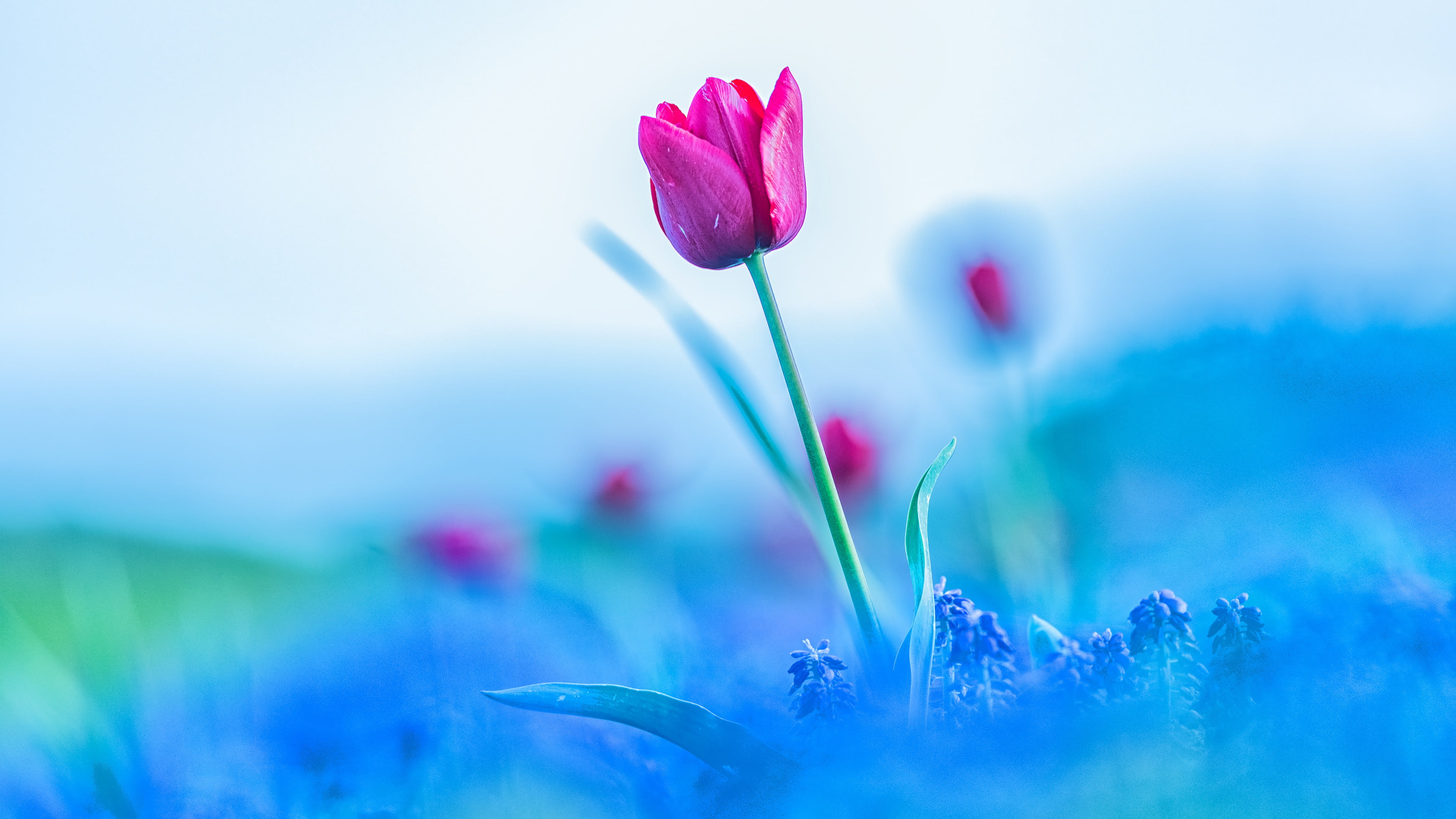 flower the sky flowers pink tulip hd wallpaper 28f6ed48a0a07cd8f0dc31ce2872347a