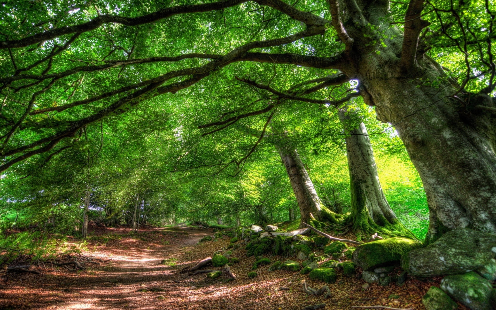 Forest high resolution desktop backgrounds wallpaper