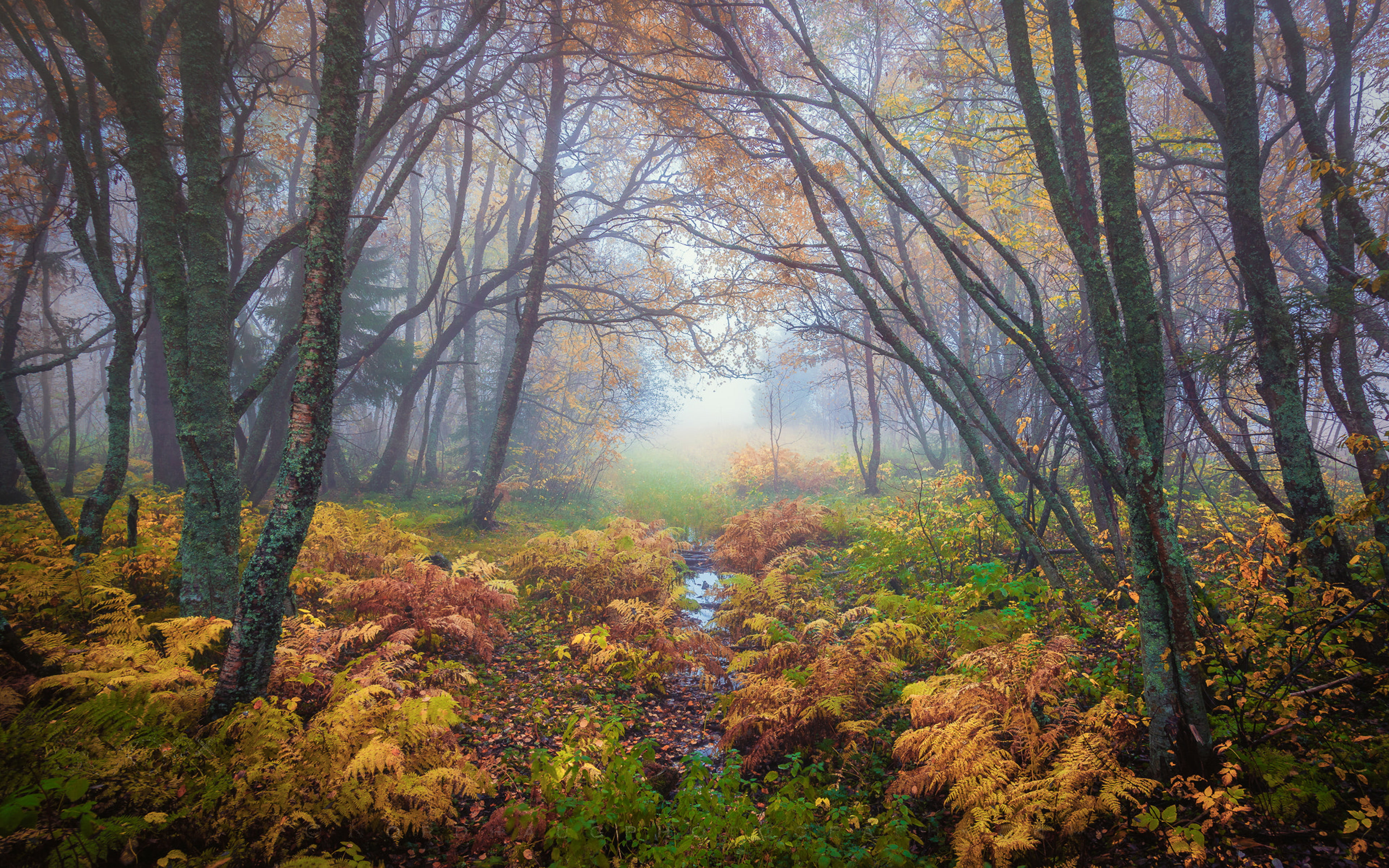 forest magical colors in autumn Trondheim Norway landscape nature 4k ultra HD desktop
