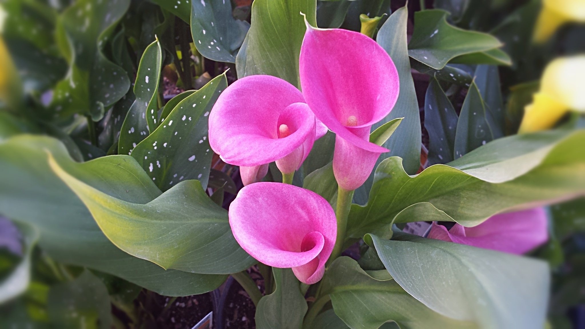 gannets flowers pink purple
