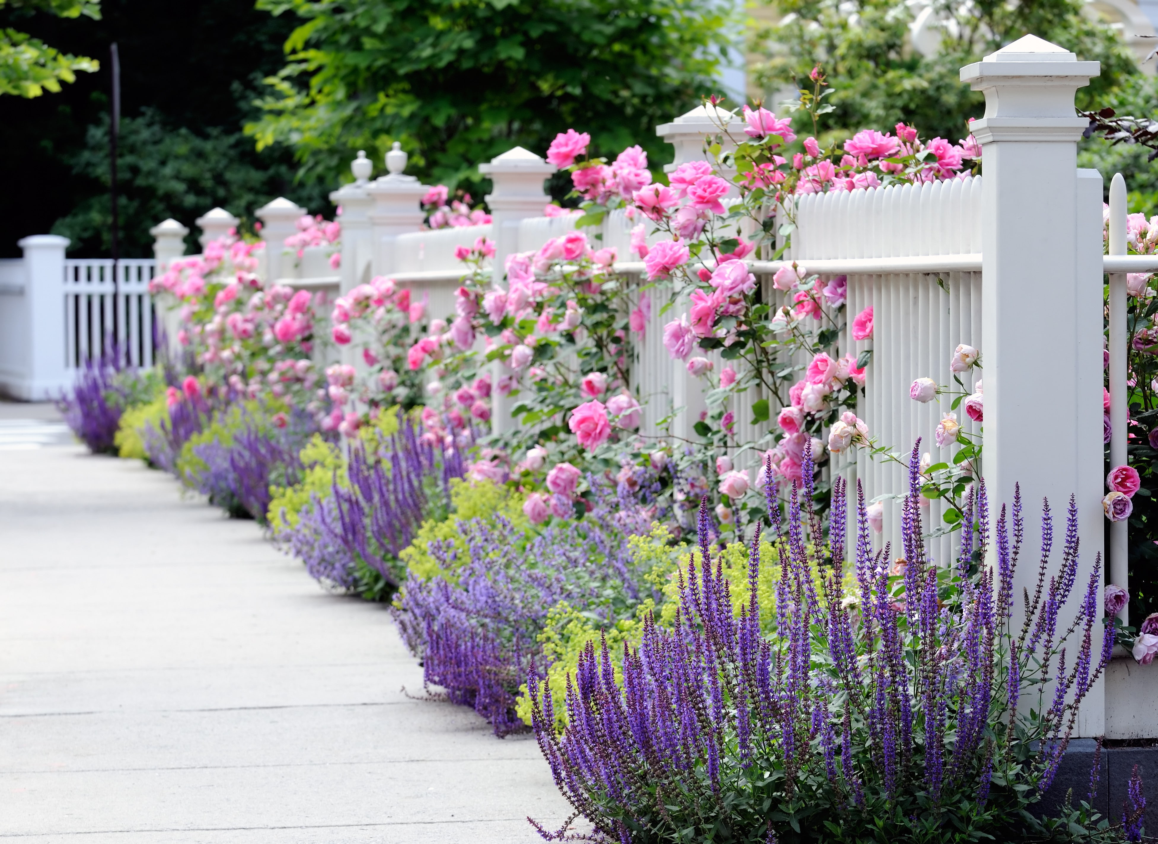 garden fence pink and white rose flowers wallpaper