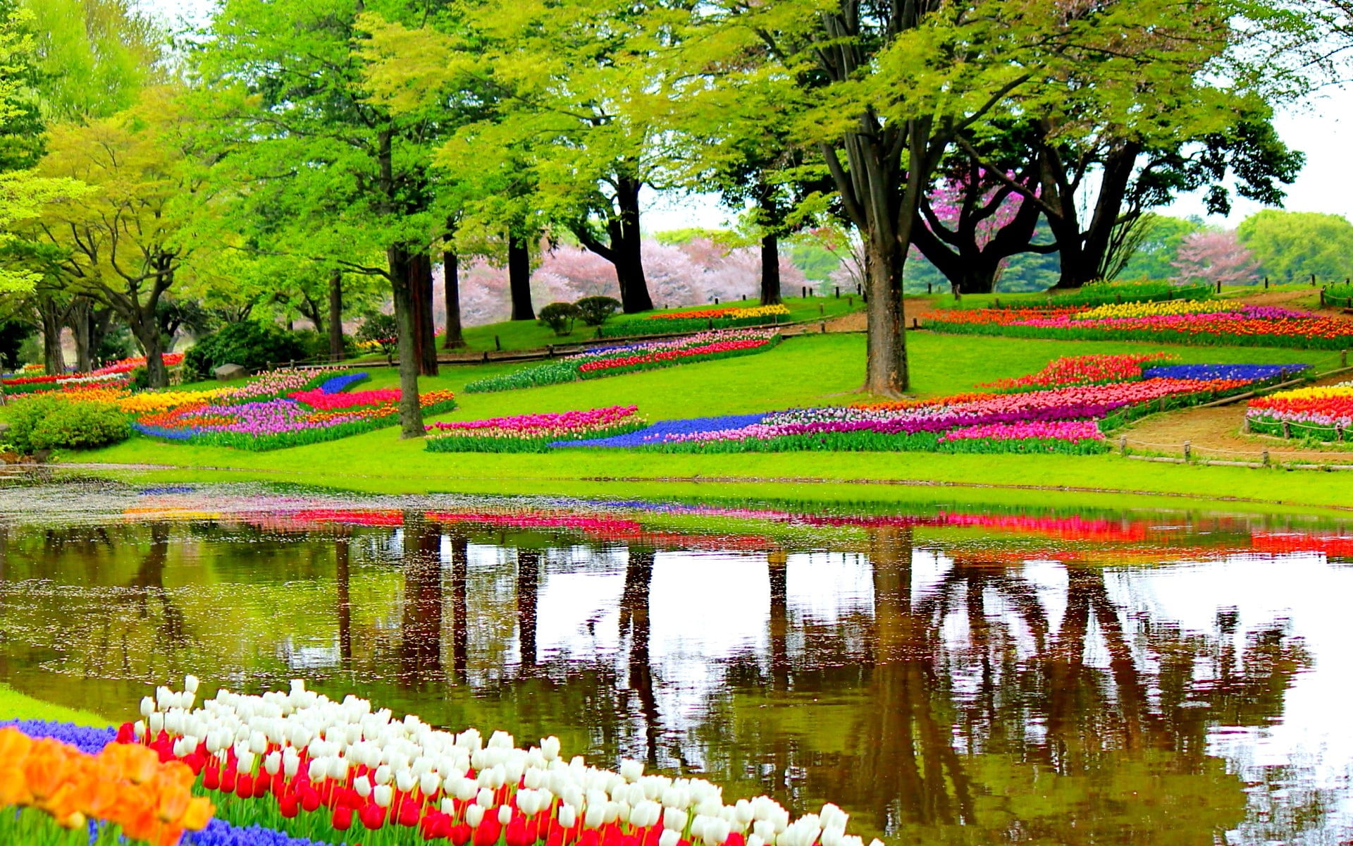 Garden flowers lake blossoms