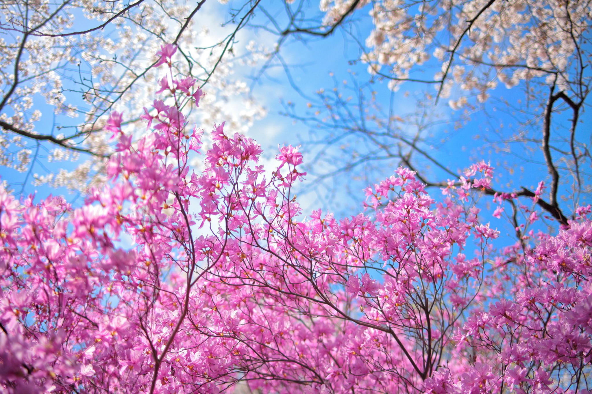 Garden spring flowers pink cherry blossoms wallpaper