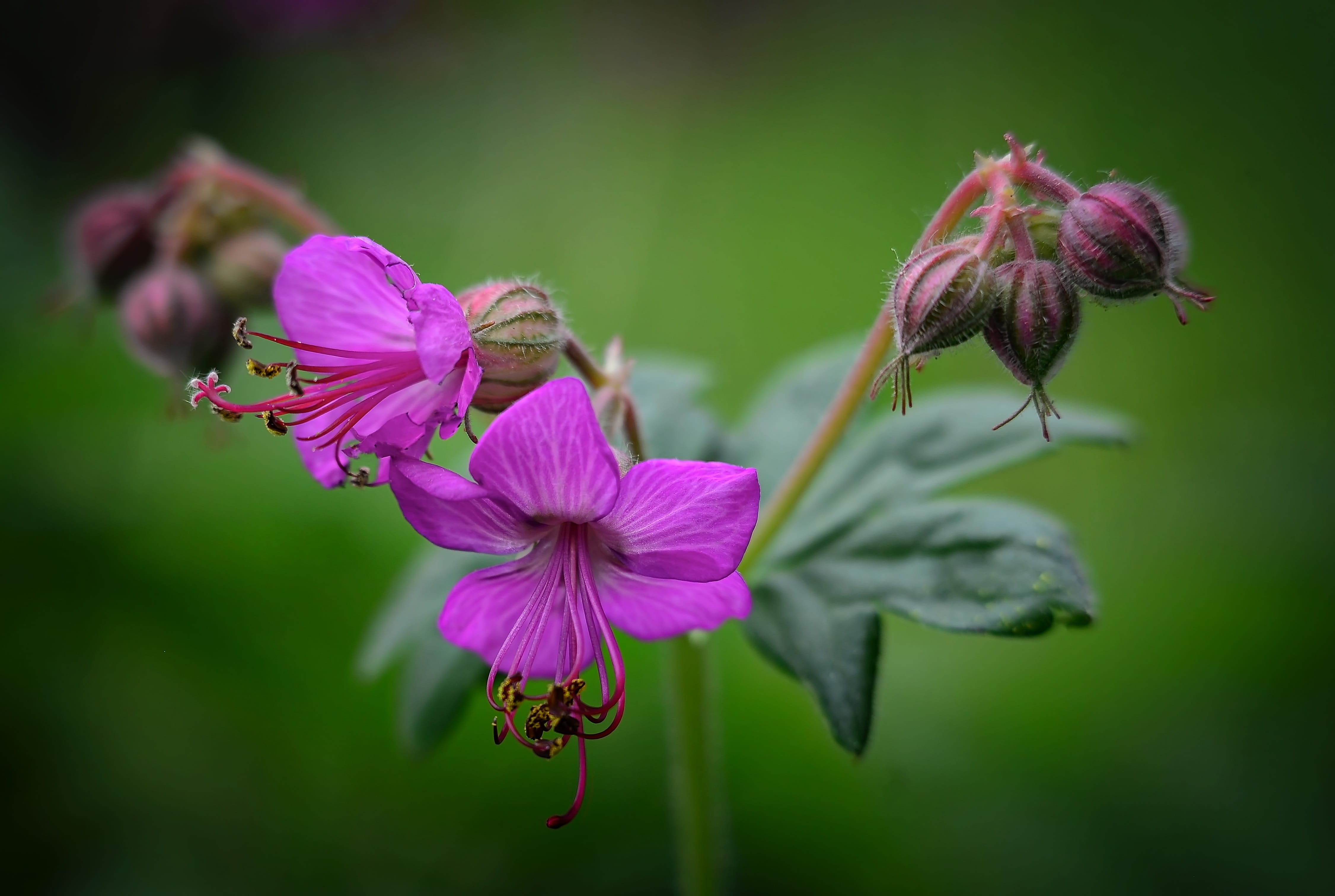 Geranium flowers garden rose petals