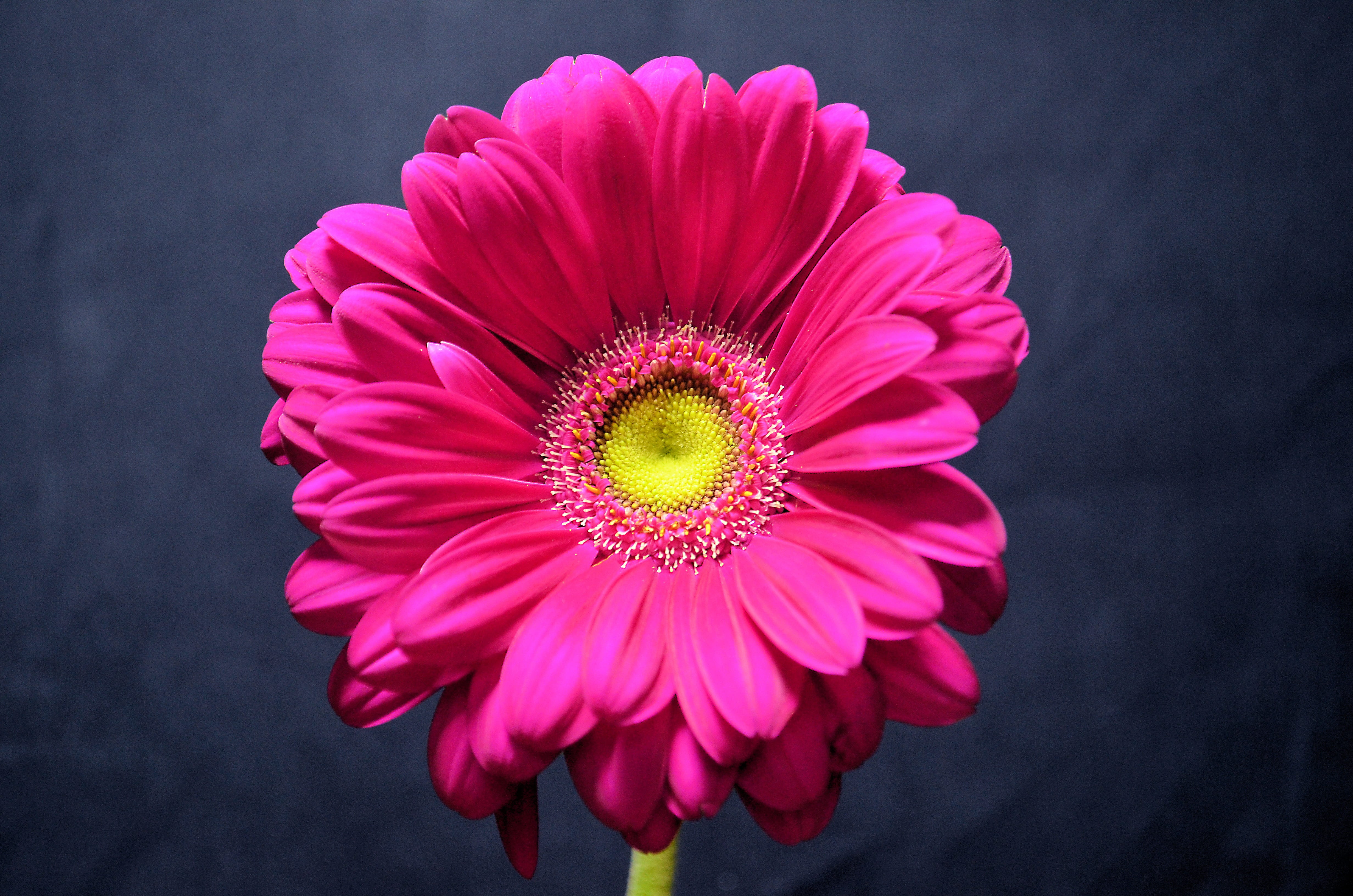 Germini flower pink petals