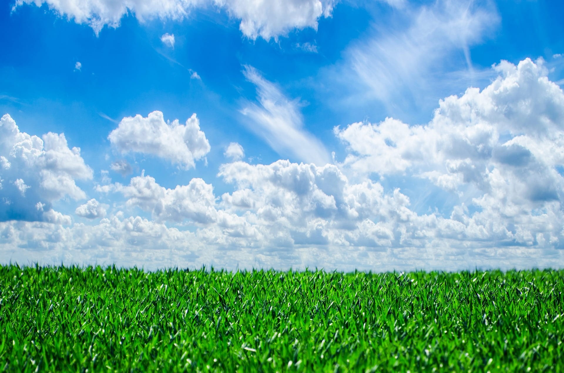 Grass background nature natural