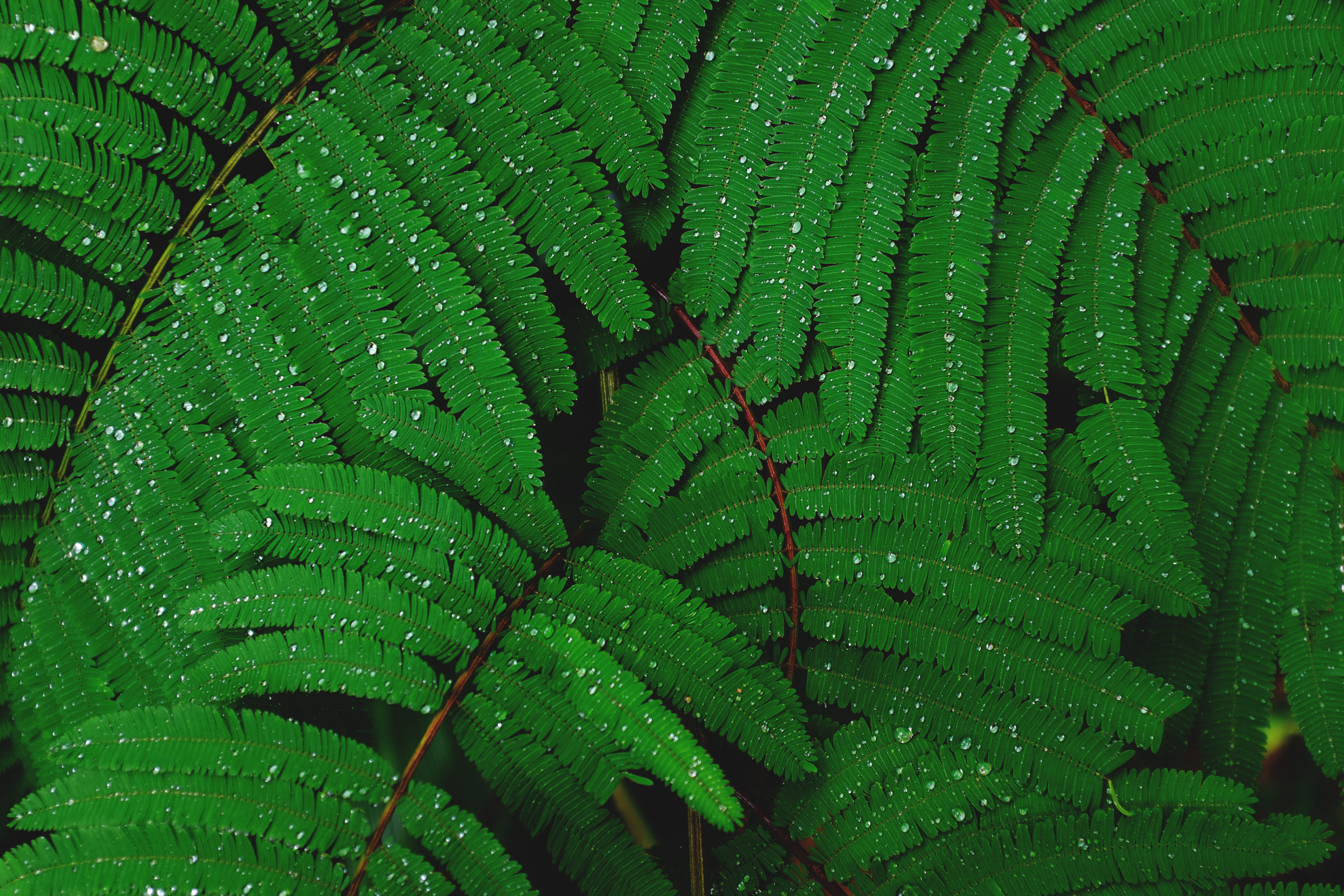Green plant leaf leaves