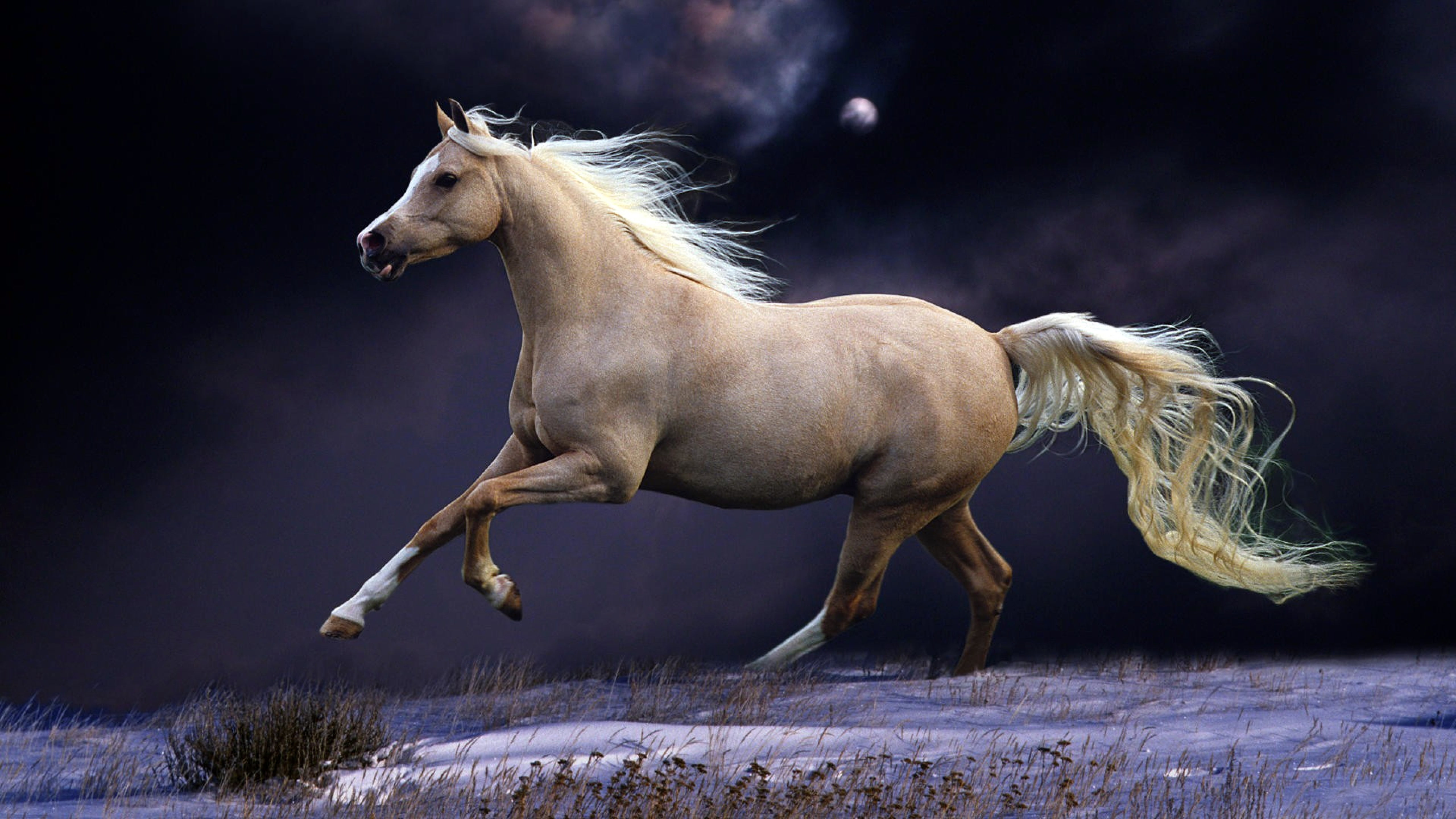 Horse and moon gallop snow cover moonlight ultra HD wallpapers for desktop