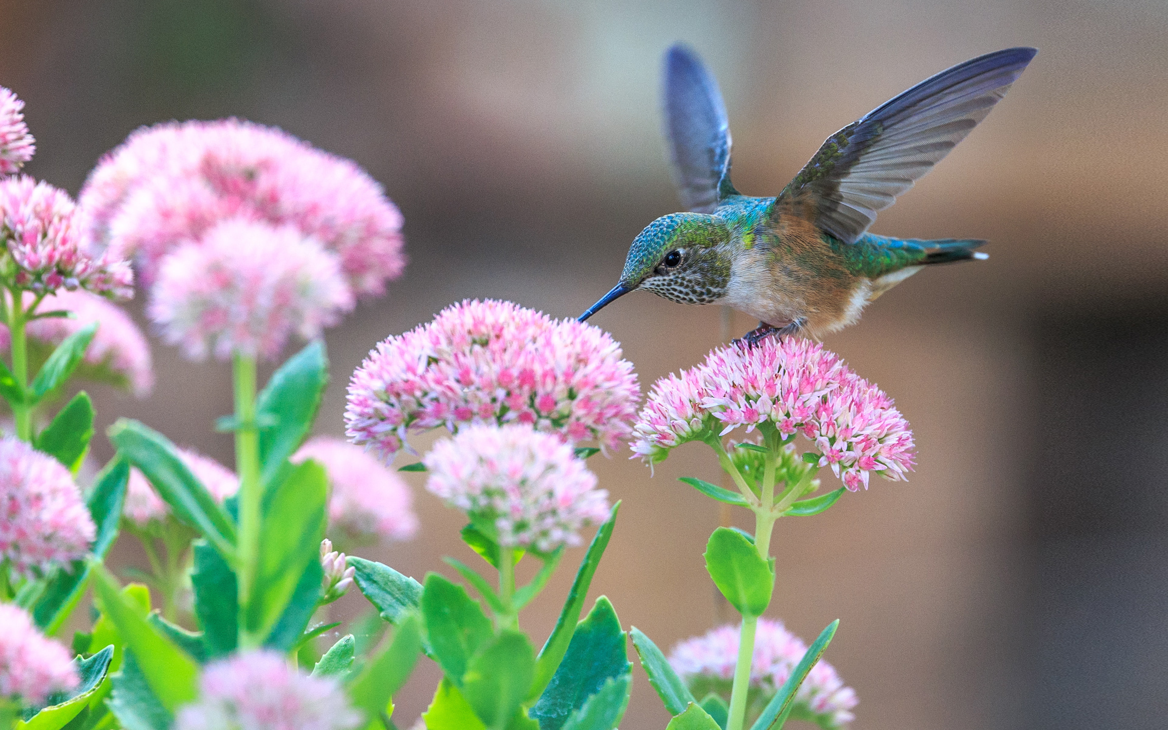 Hummingbirds and pink flowers 4k ultra HD wallpaper for desktop laptop tablet mobile