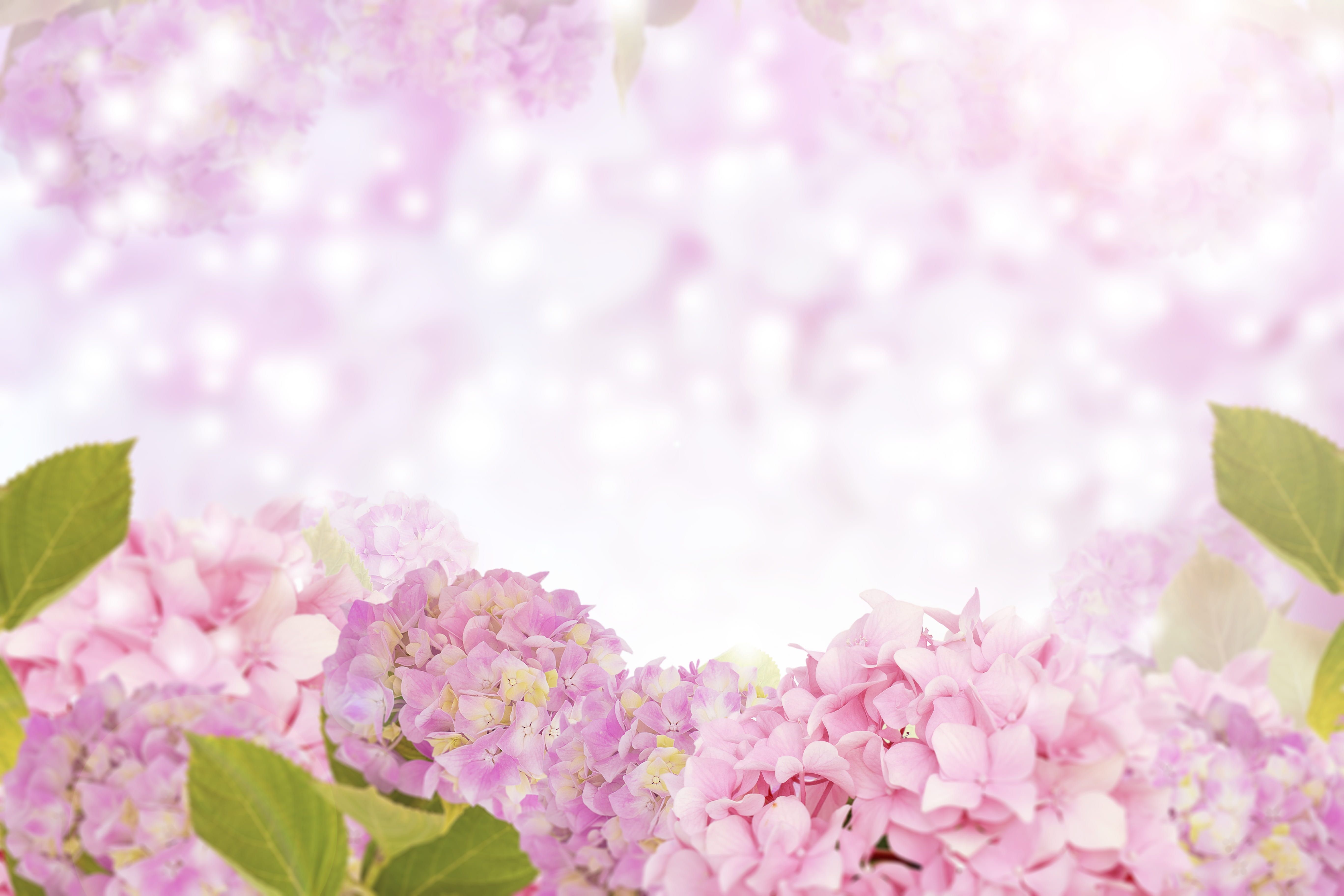 Hydrangea flower flower background flora nature floral