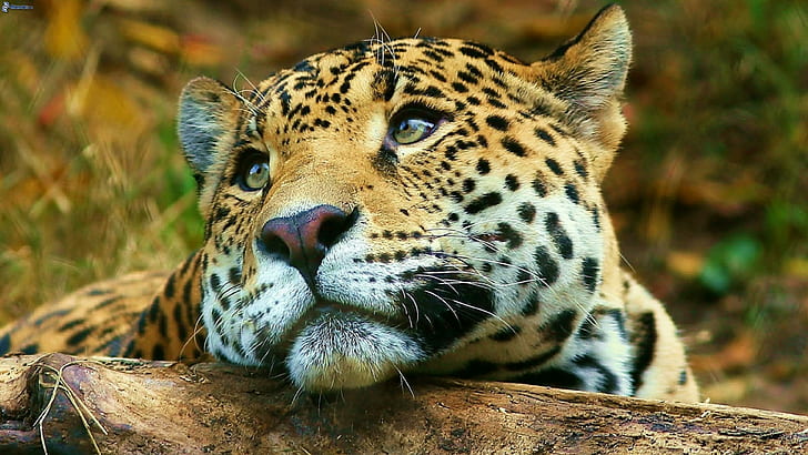 Jaguar big cute wild cat desktop HD wallpaper for mobile phones tablet and pc 3840×2160 wallpaper
