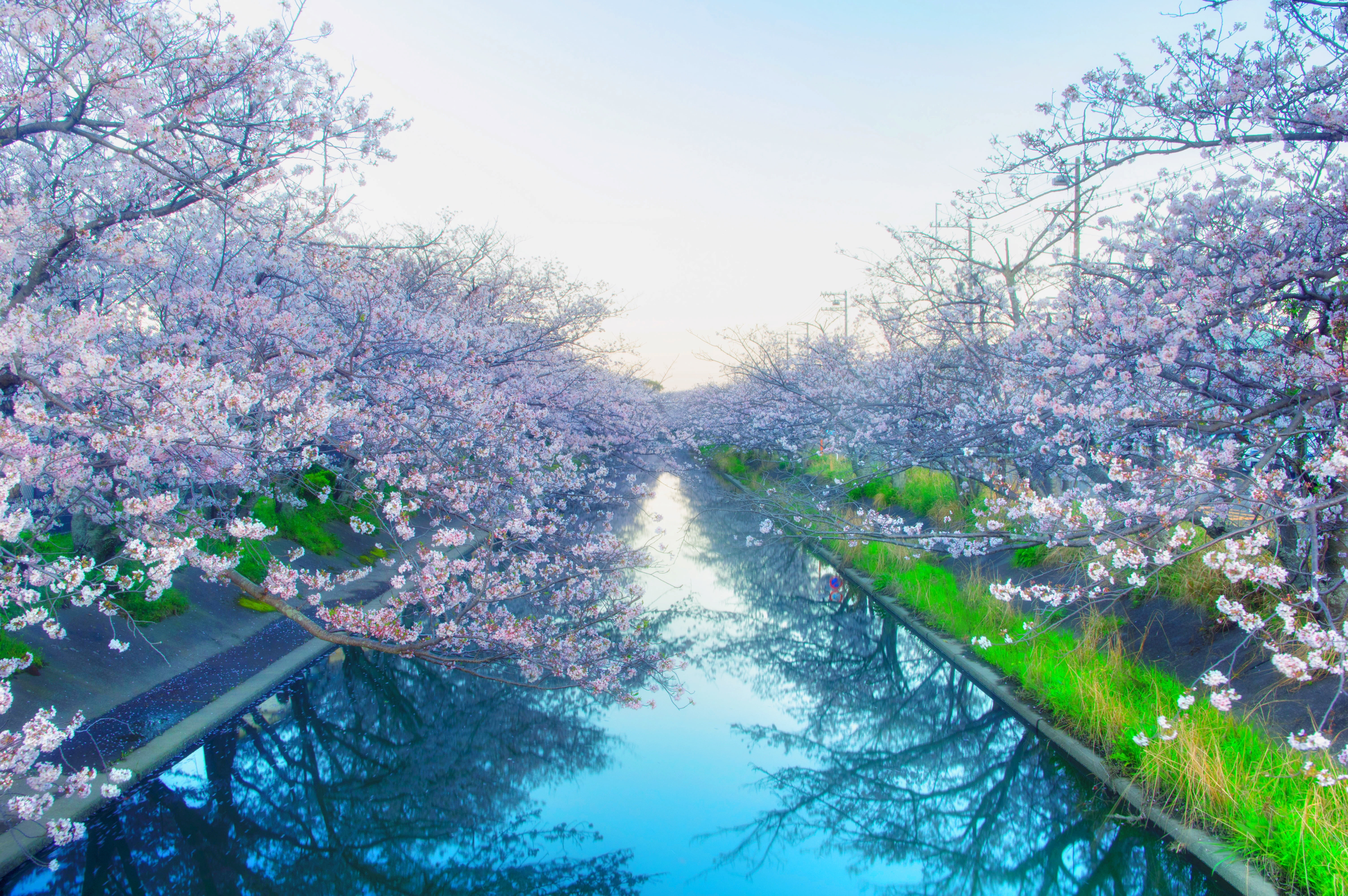 Japan cherry yoshino cherry tree flowers