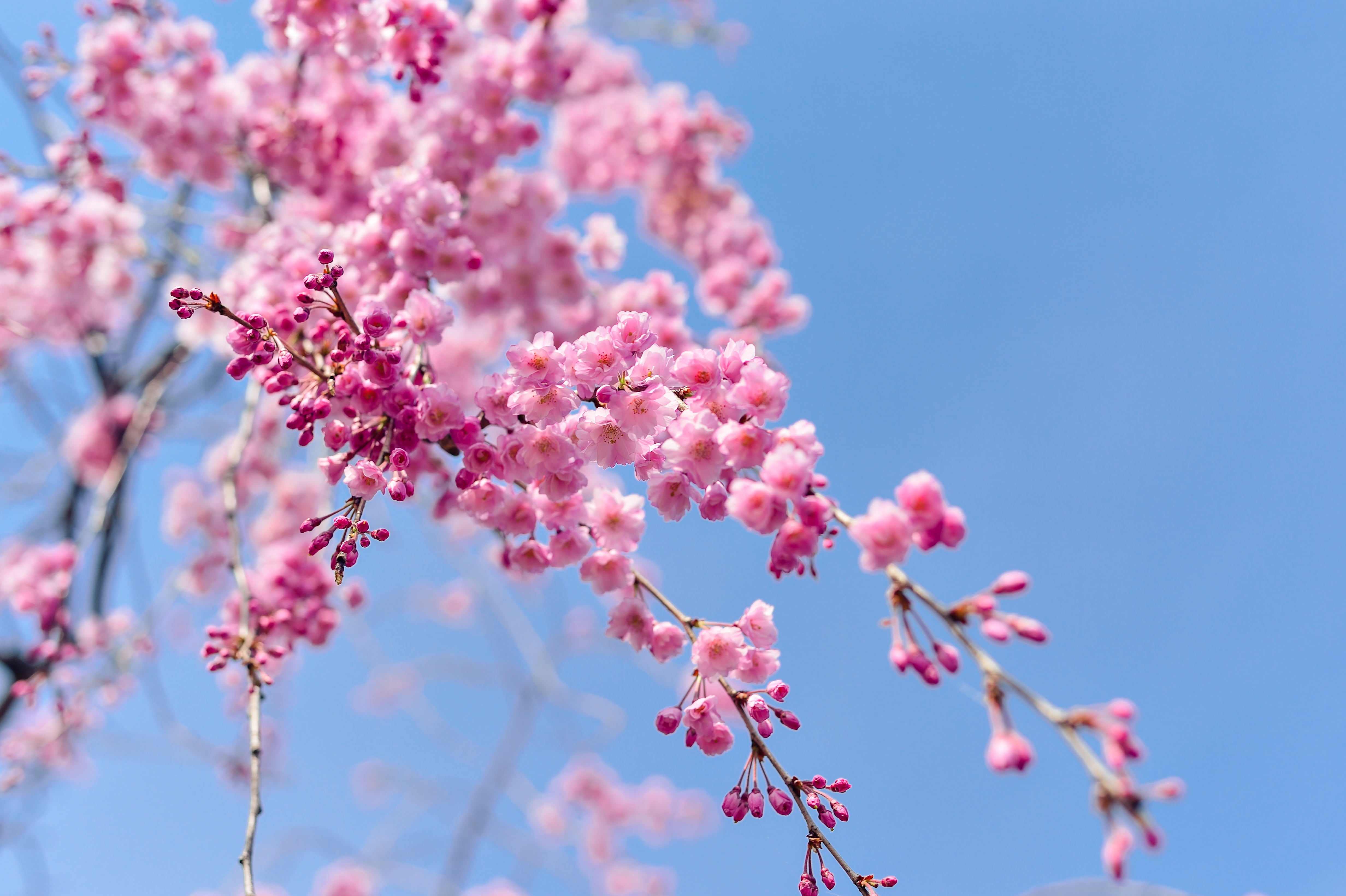 Japan landscape spring plant