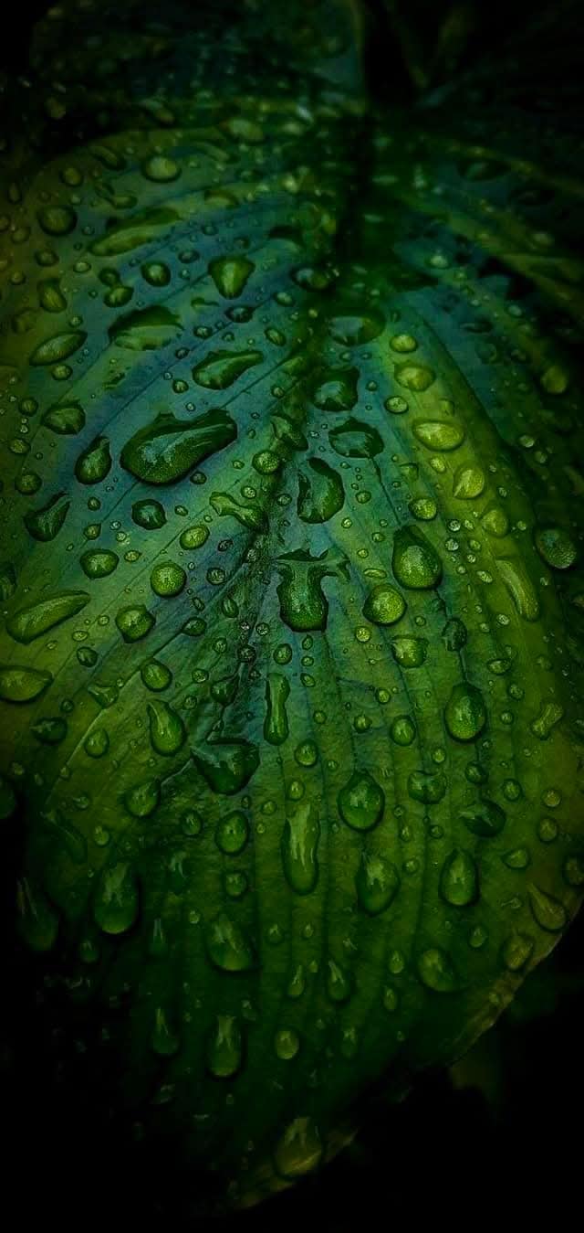 Awesome Floral Natural wallpaper (9)