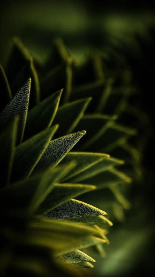 Awesome Floral Natural wallpaper (17)