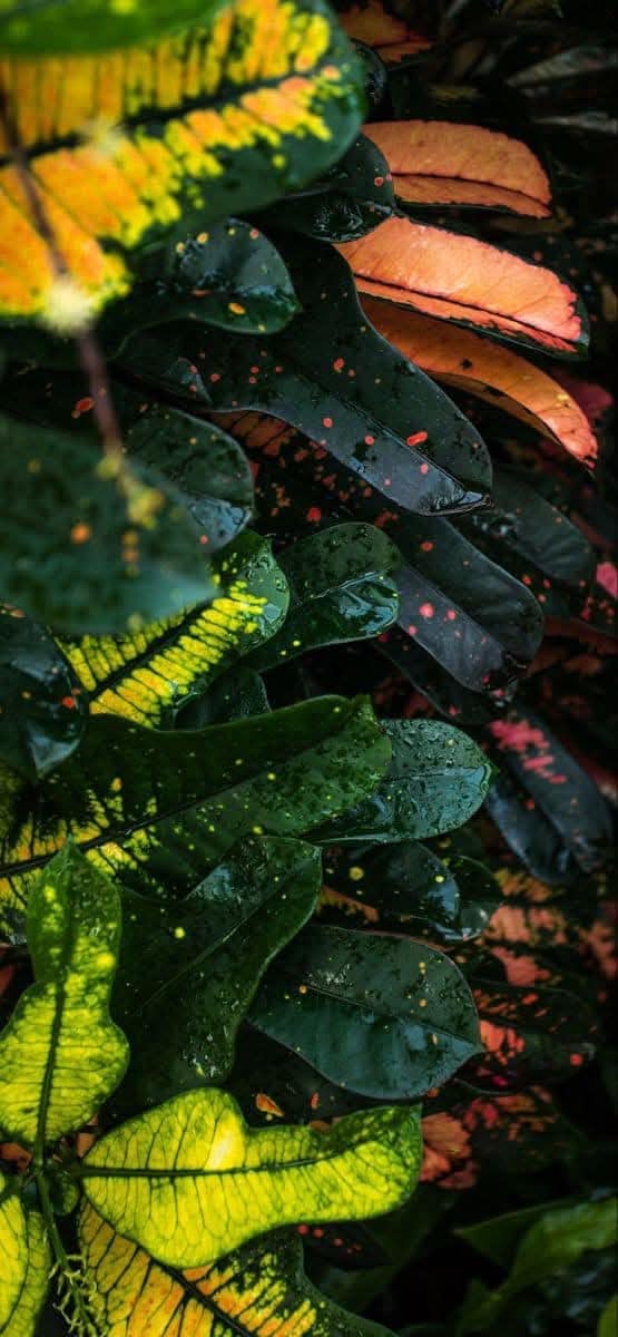 Awesome Floral Natural wallpaper (27)