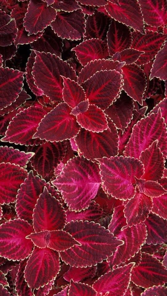 Awesome Floral Natural wallpaper (29)