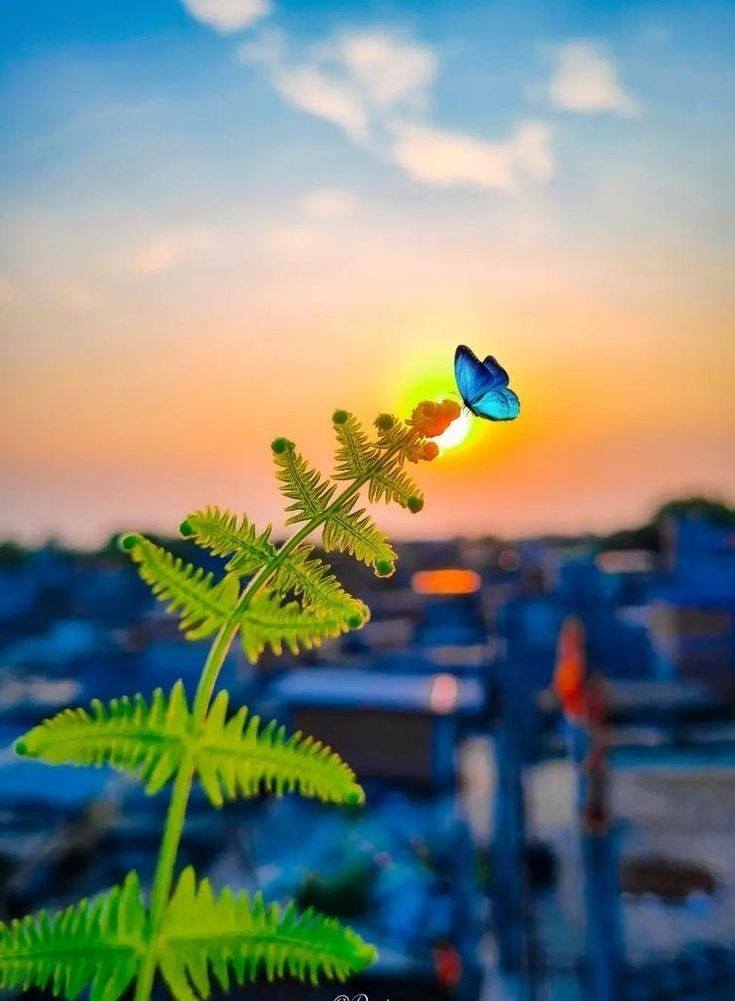 Flowers and Butterfly (10)