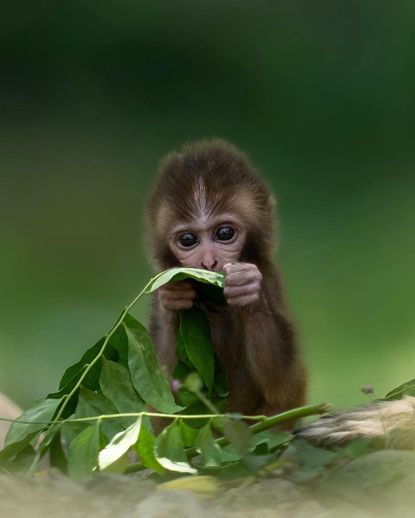 Cute Monkey Kid Animal Image