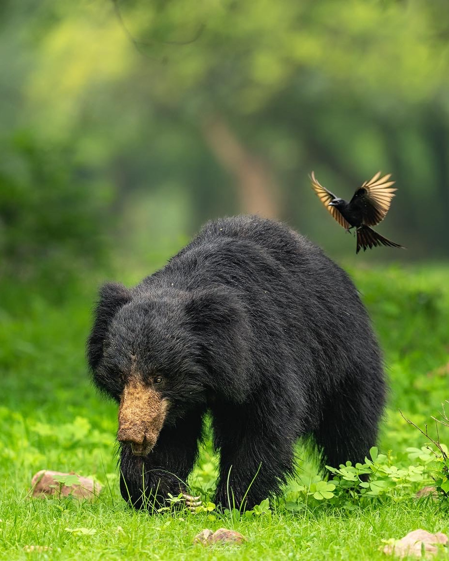 Jungly Bear Natural and cute Animal Image