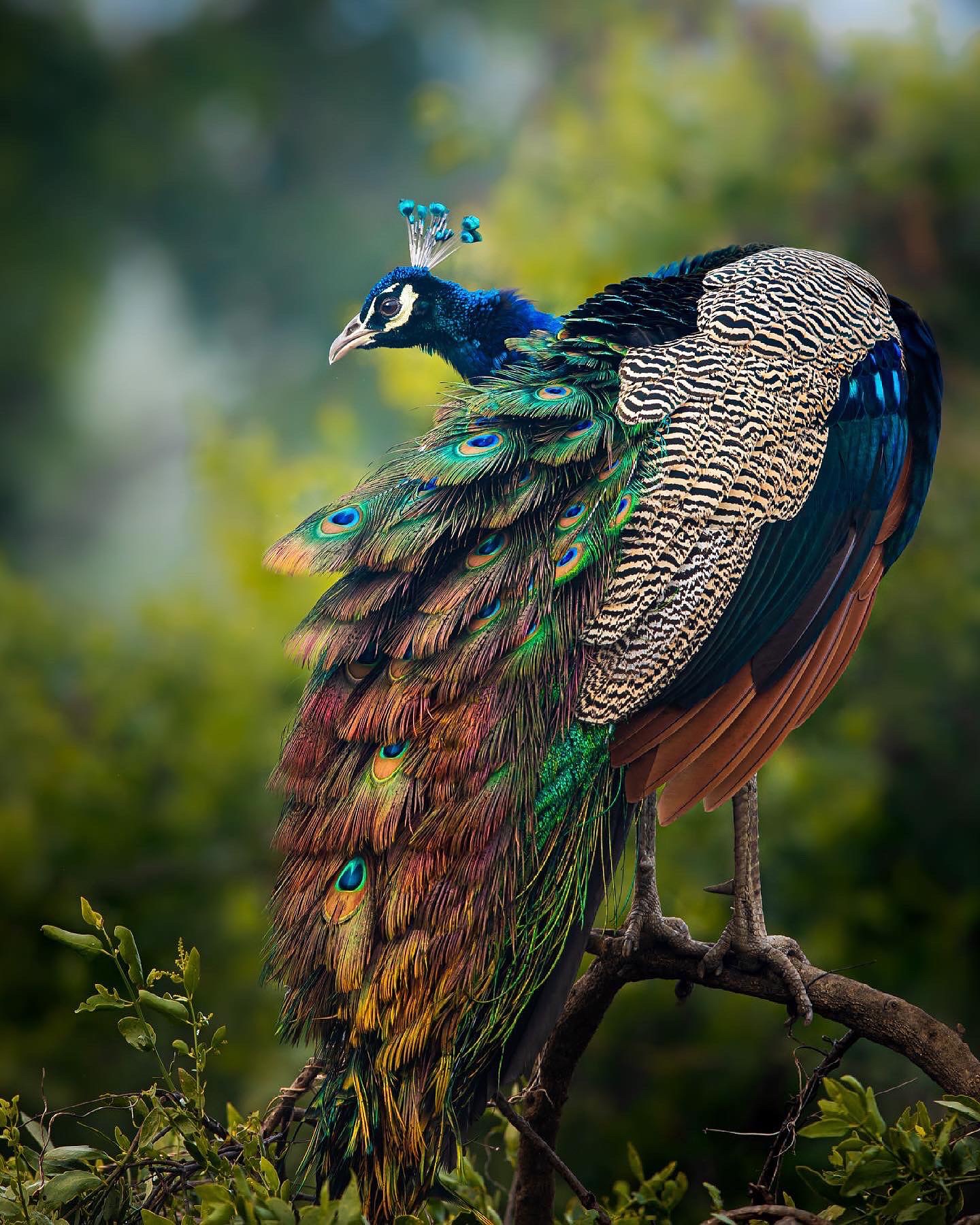 Natural and cute Animal Bird Image (1)