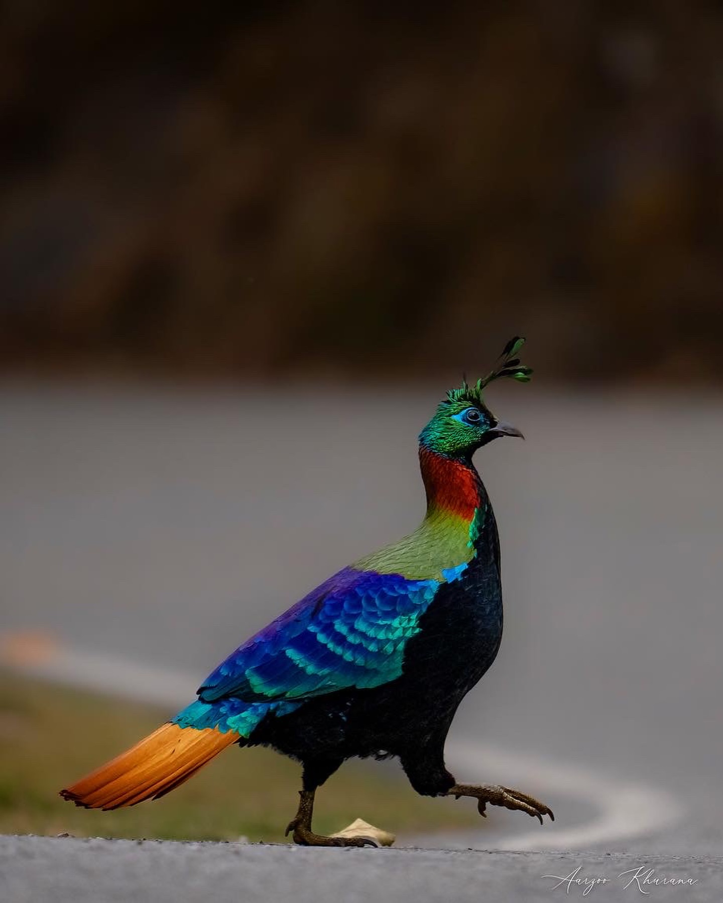 Natural and cute Animal Bird Image (2)