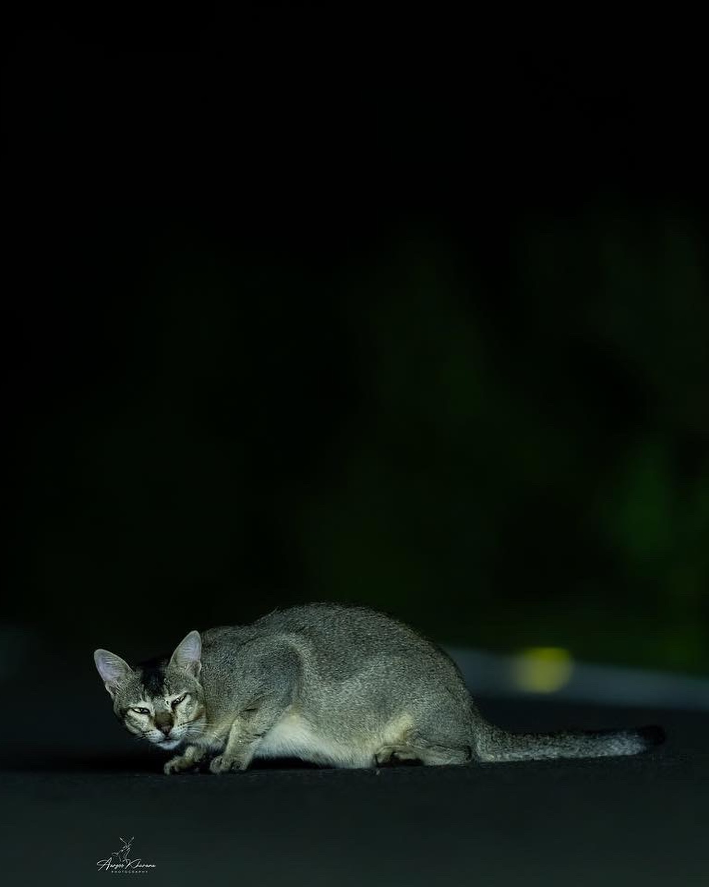 Natural and cute Animal Image Collection (4)