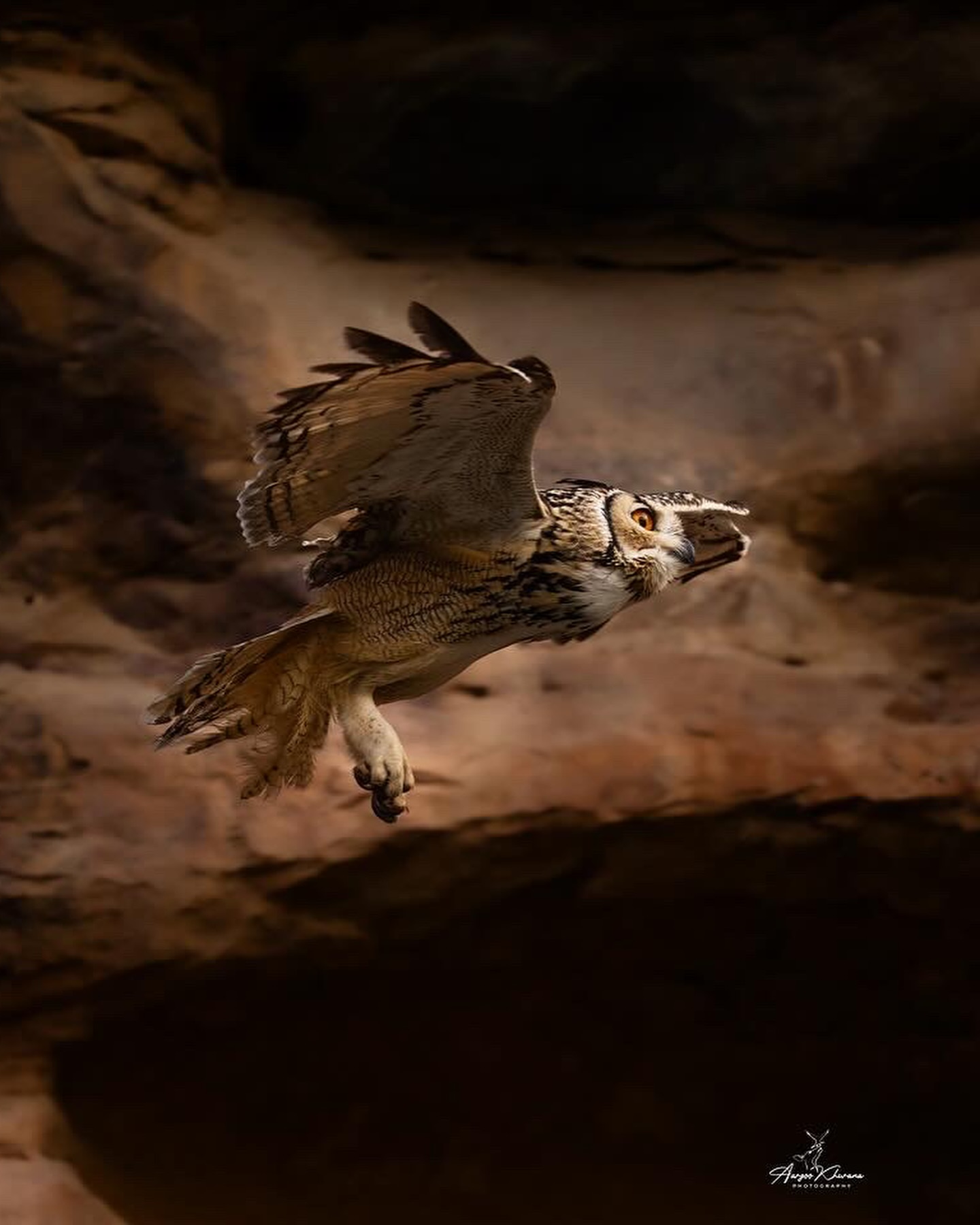 Natural and cute Animal Image Collection (5)