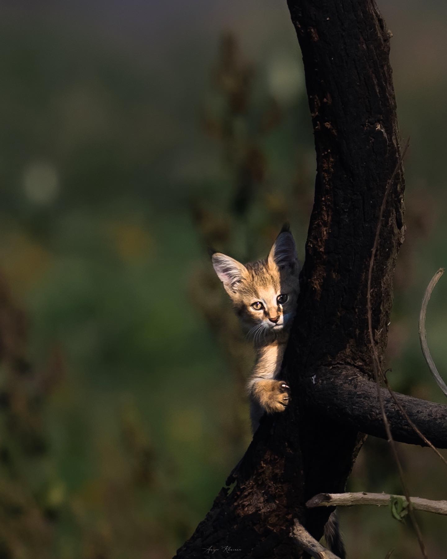Natural and cute Animal Image Collection (10)