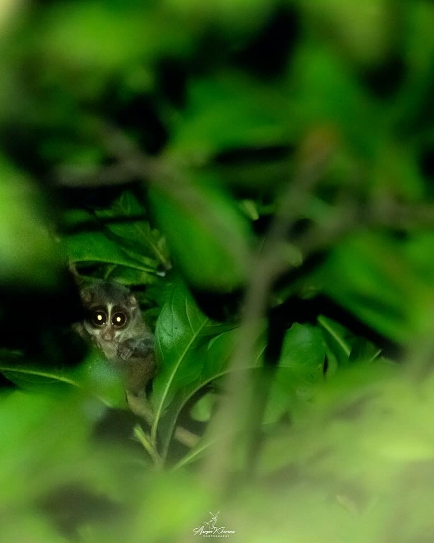 Natural and cute Animal Image Collection (12)