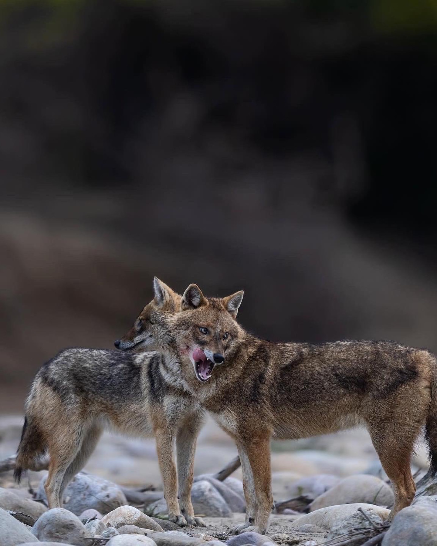 Natural and cute Animal Image Collection (13)
