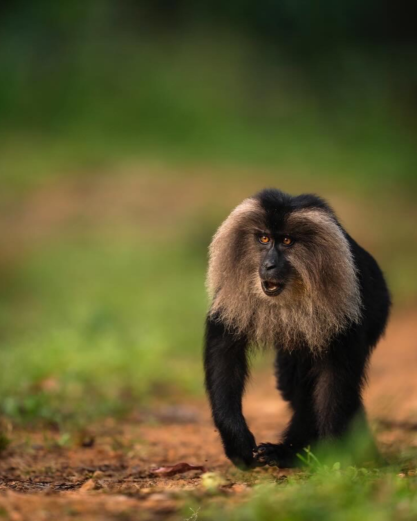 Natural and cute Animal Image Collection (17)