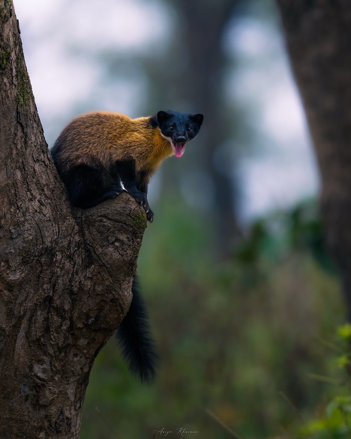 Natural and cute Animal Image Collection (18)