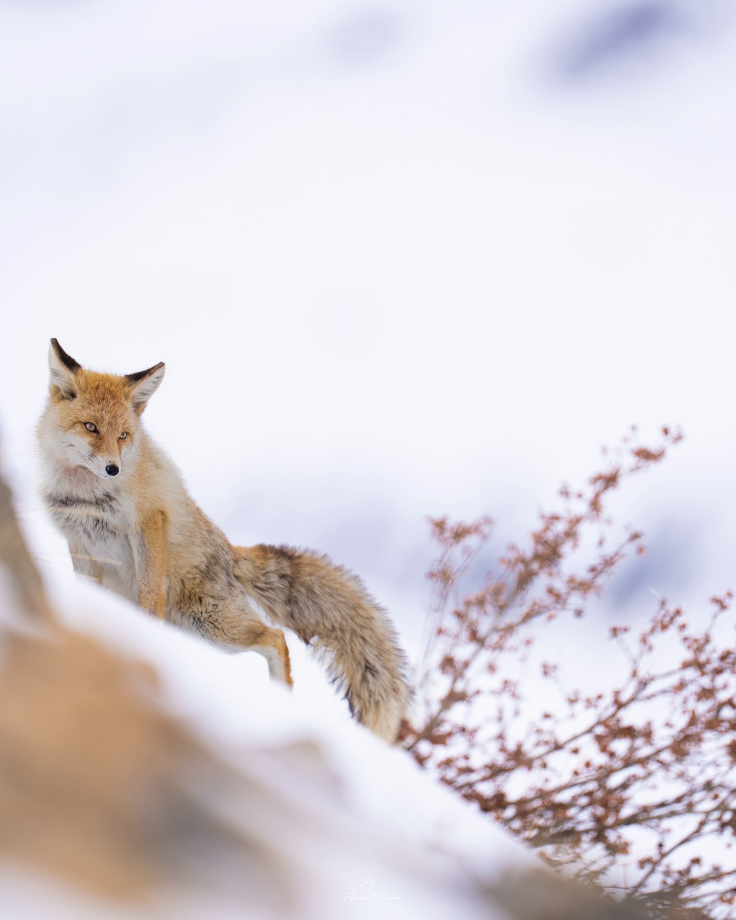 Natural and cute Animal Image Collection (19)